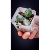 Hoya Mathilde Splash
