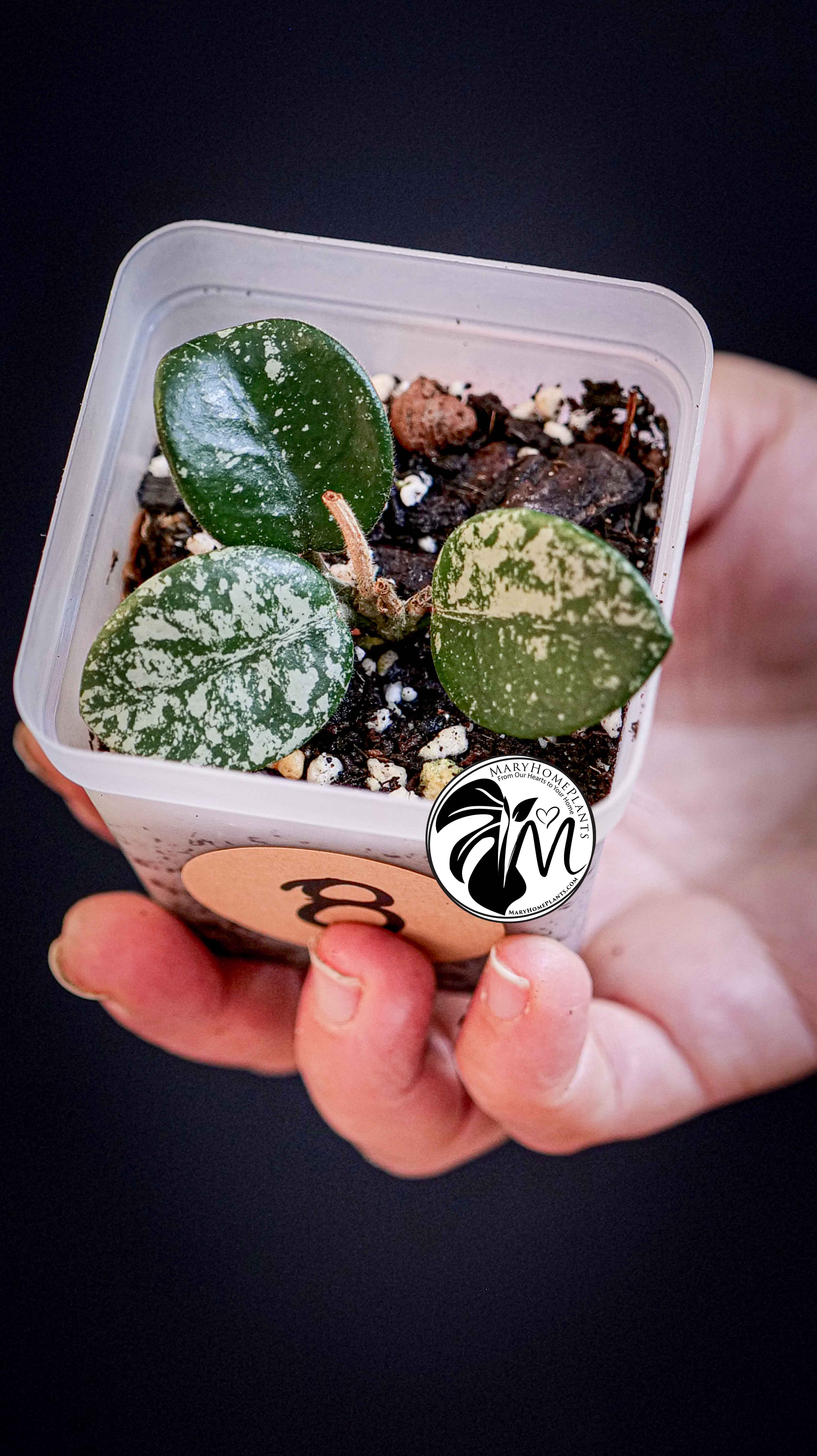 Hoya Mathilde Splash