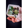 Hoya Mathilde Splash