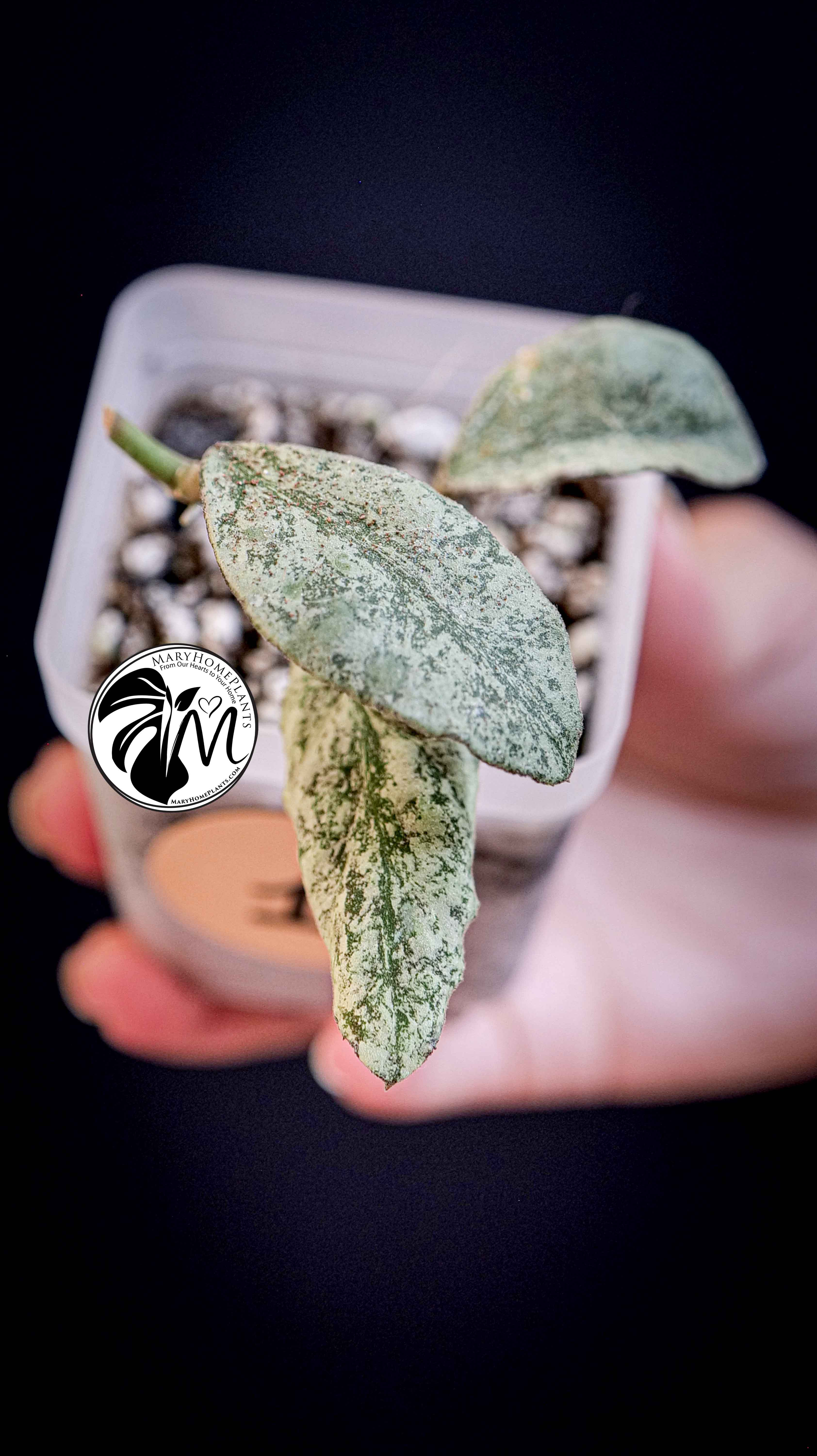 Hoya Waymaniae Silver