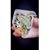 Hoya Waymaniae Silver
