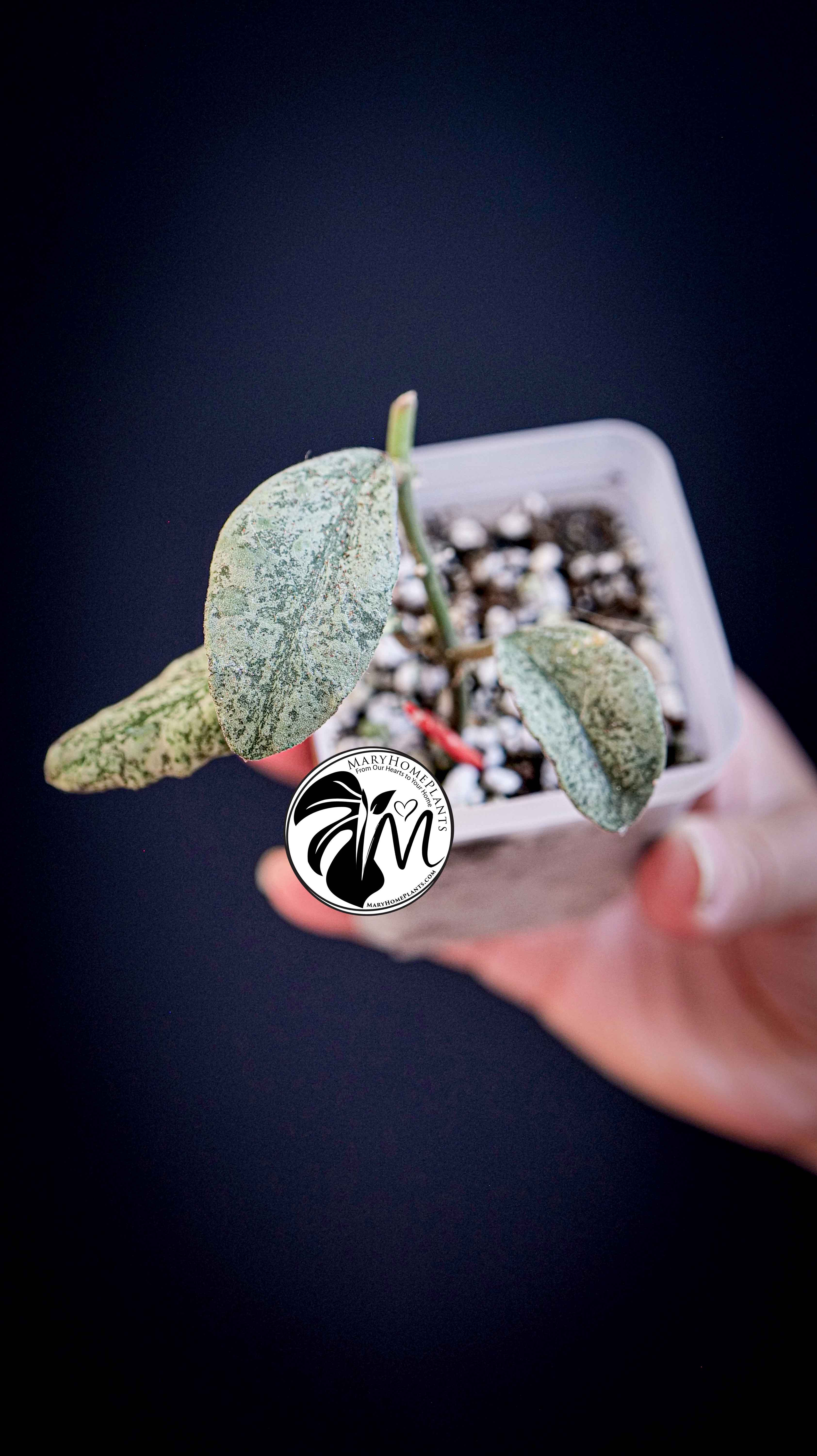 Hoya Waymaniae Silver
