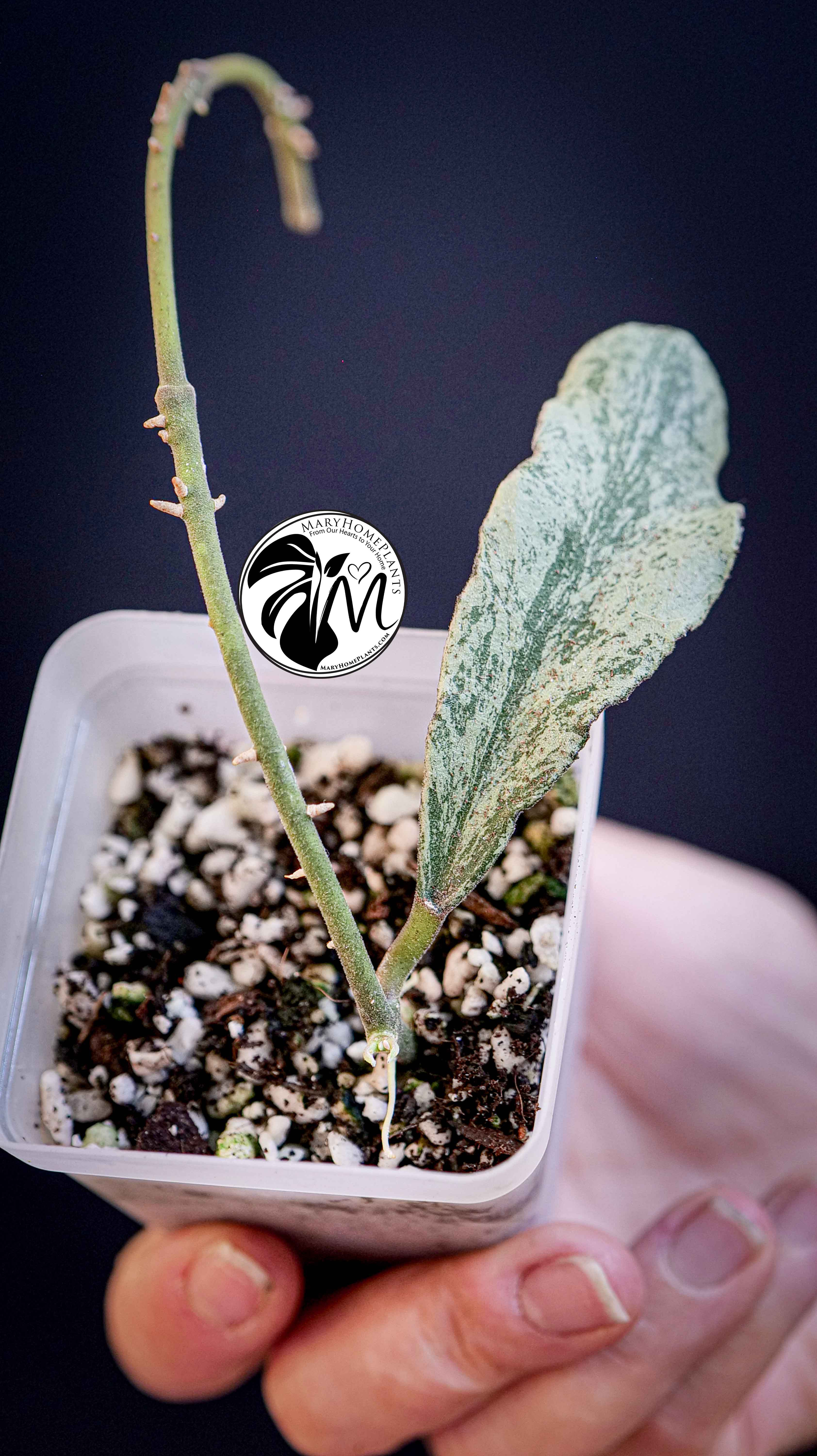 Hoya Waymaniae Silver