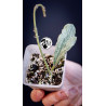 Hoya Waymaniae Silver