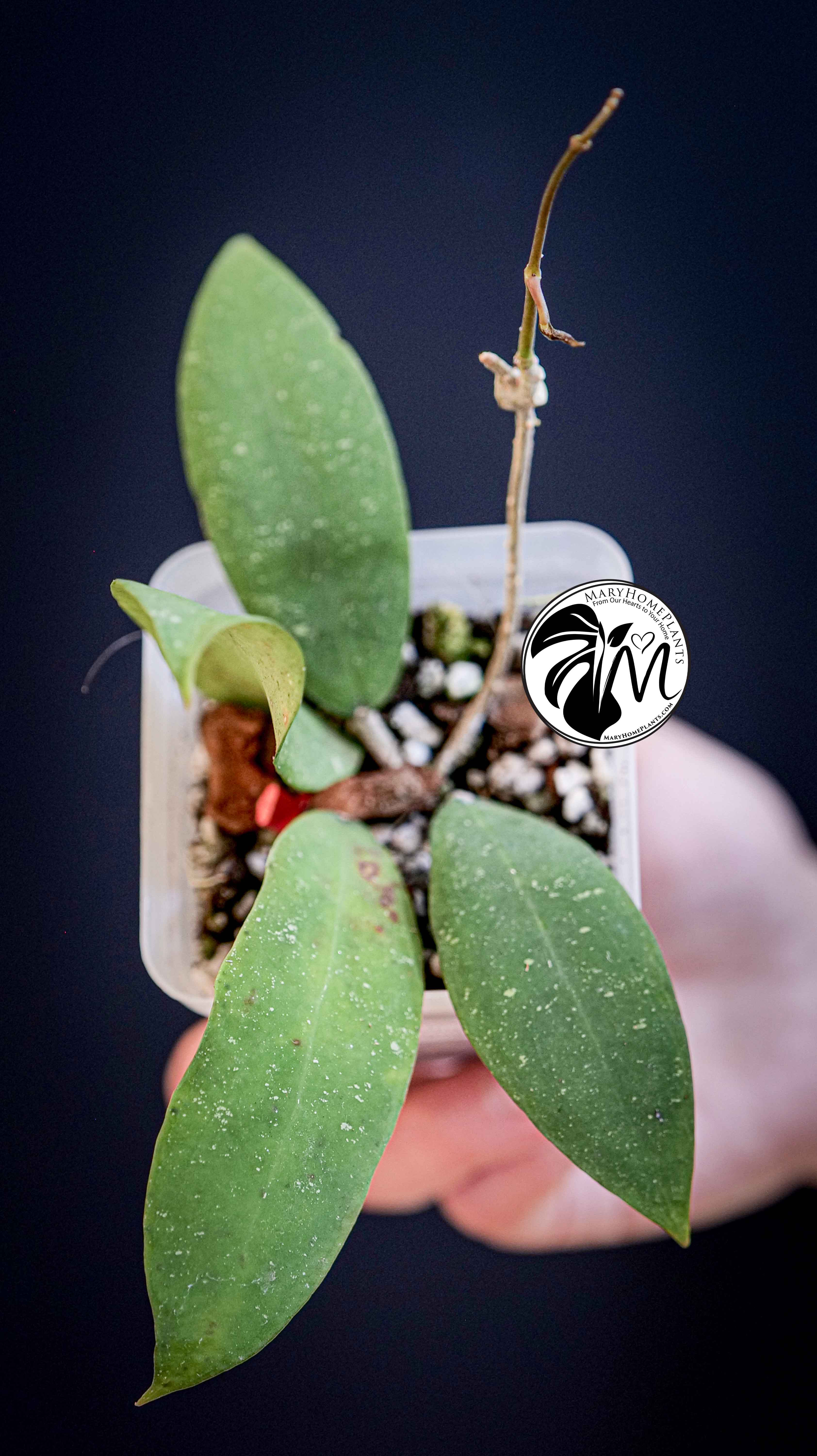 Hoya Padangensis
