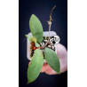 Hoya Padangensis