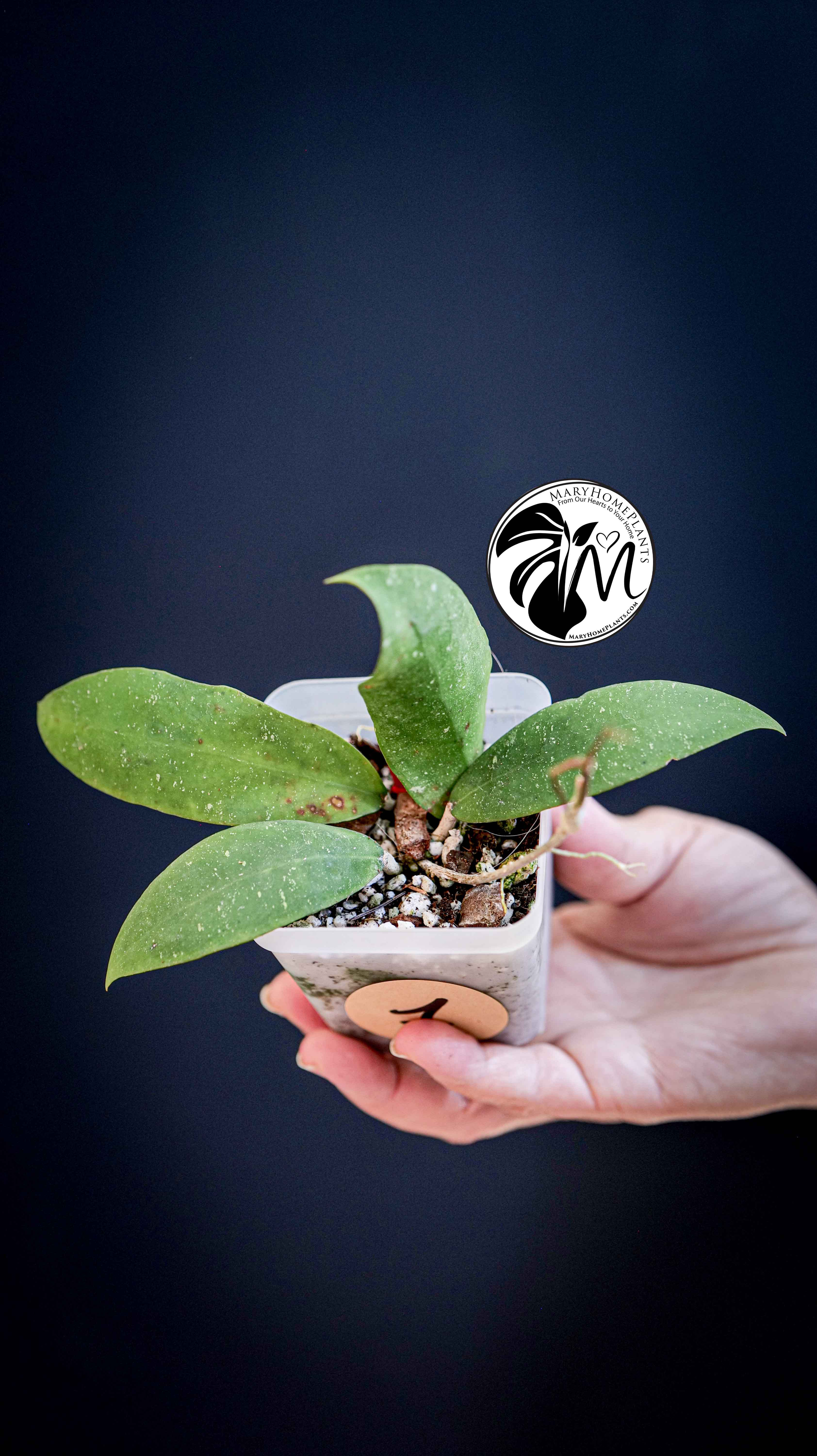 Hoya Padangensis