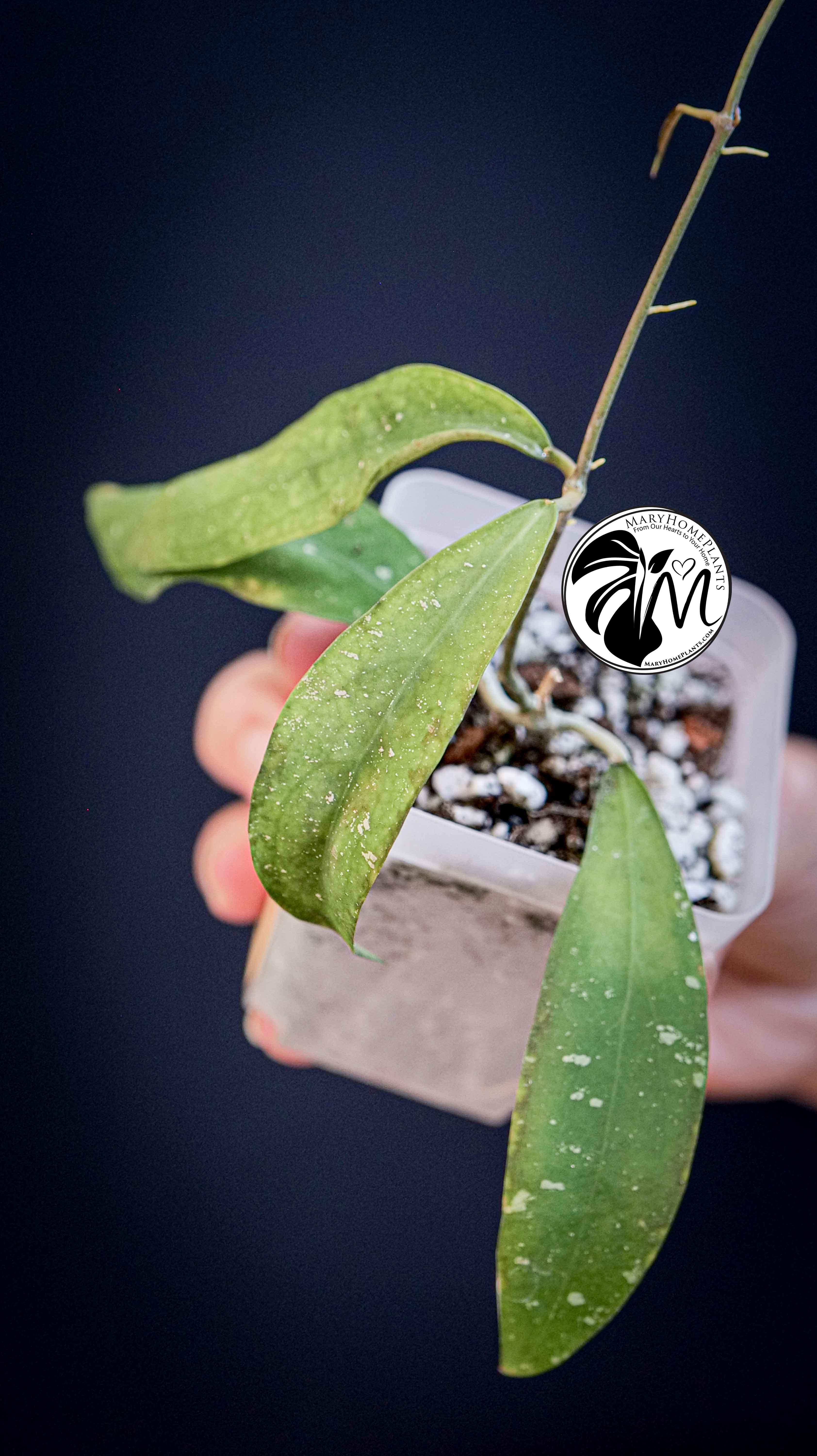 Hoya Padangensis
