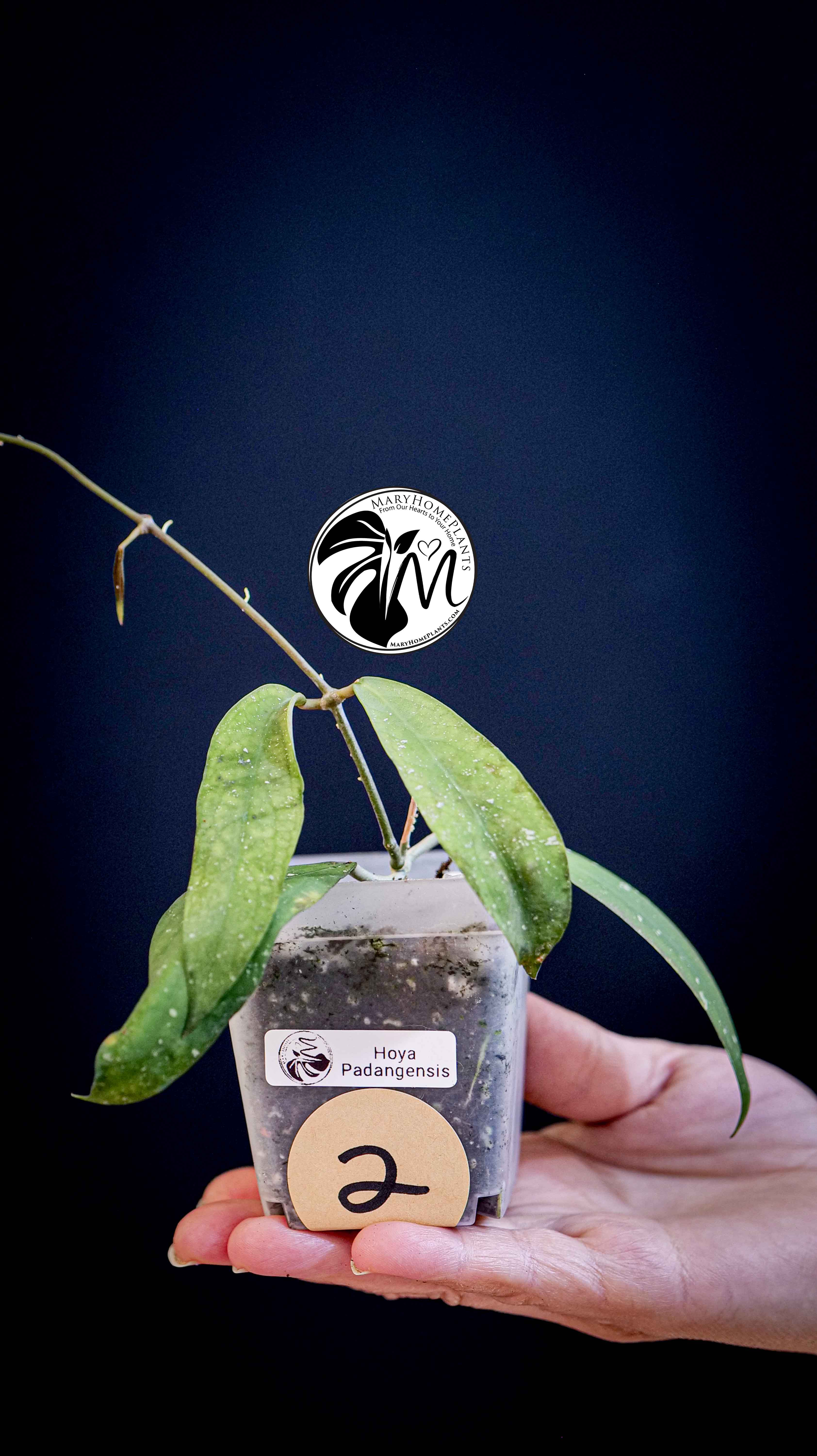 Hoya Padangensis