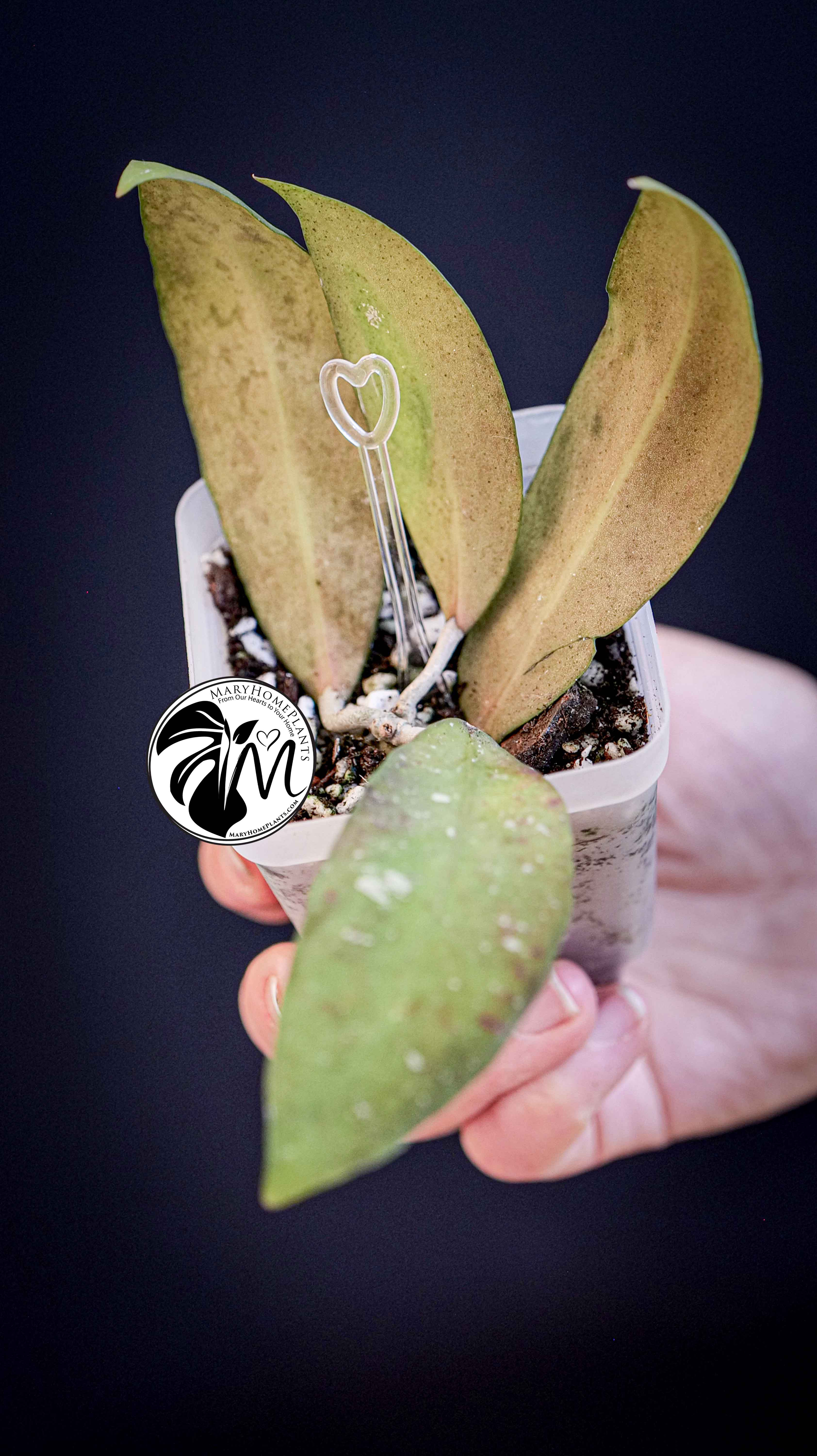 Hoya Padangensis