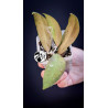 Hoya Padangensis