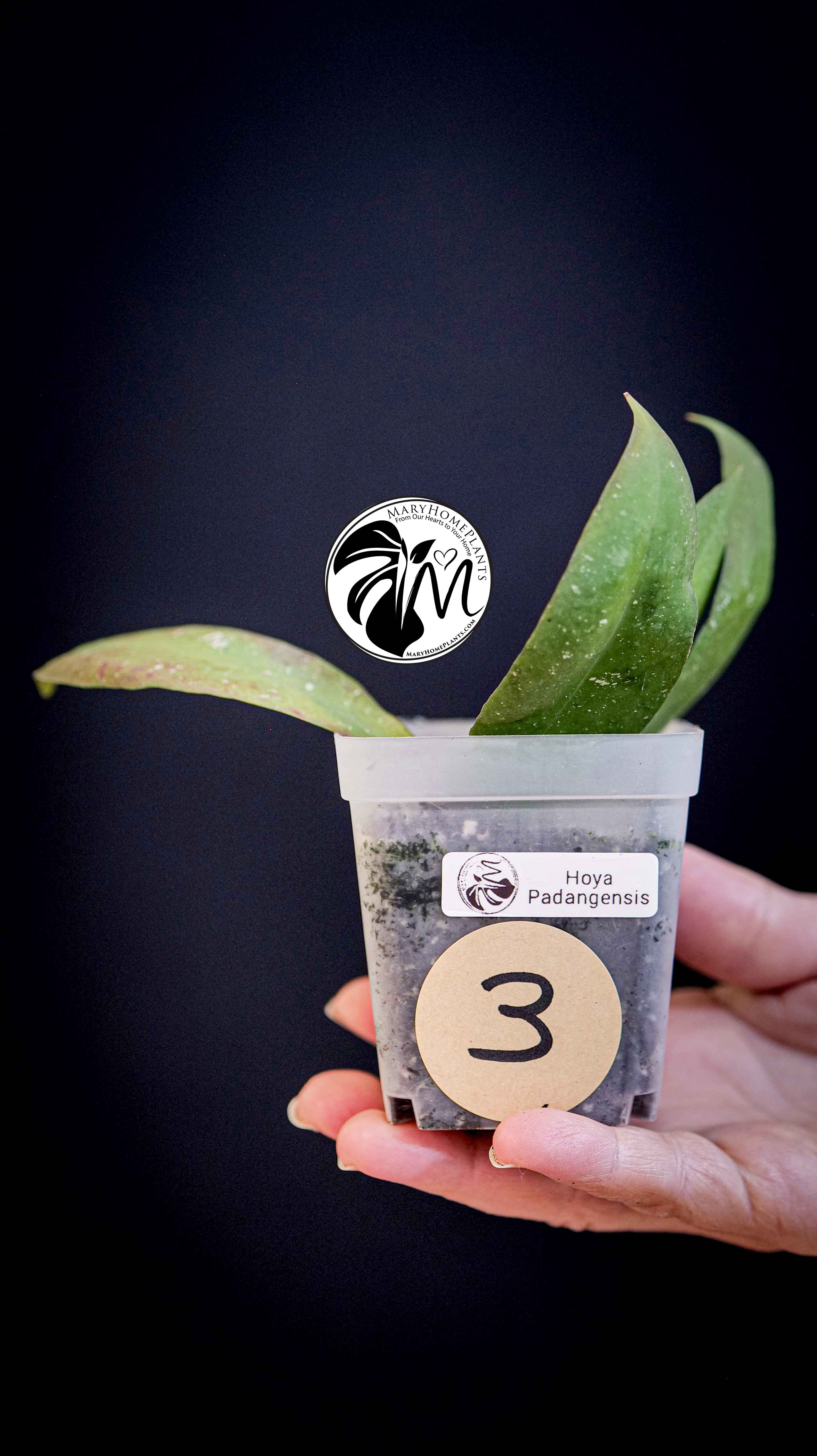 Hoya Padangensis