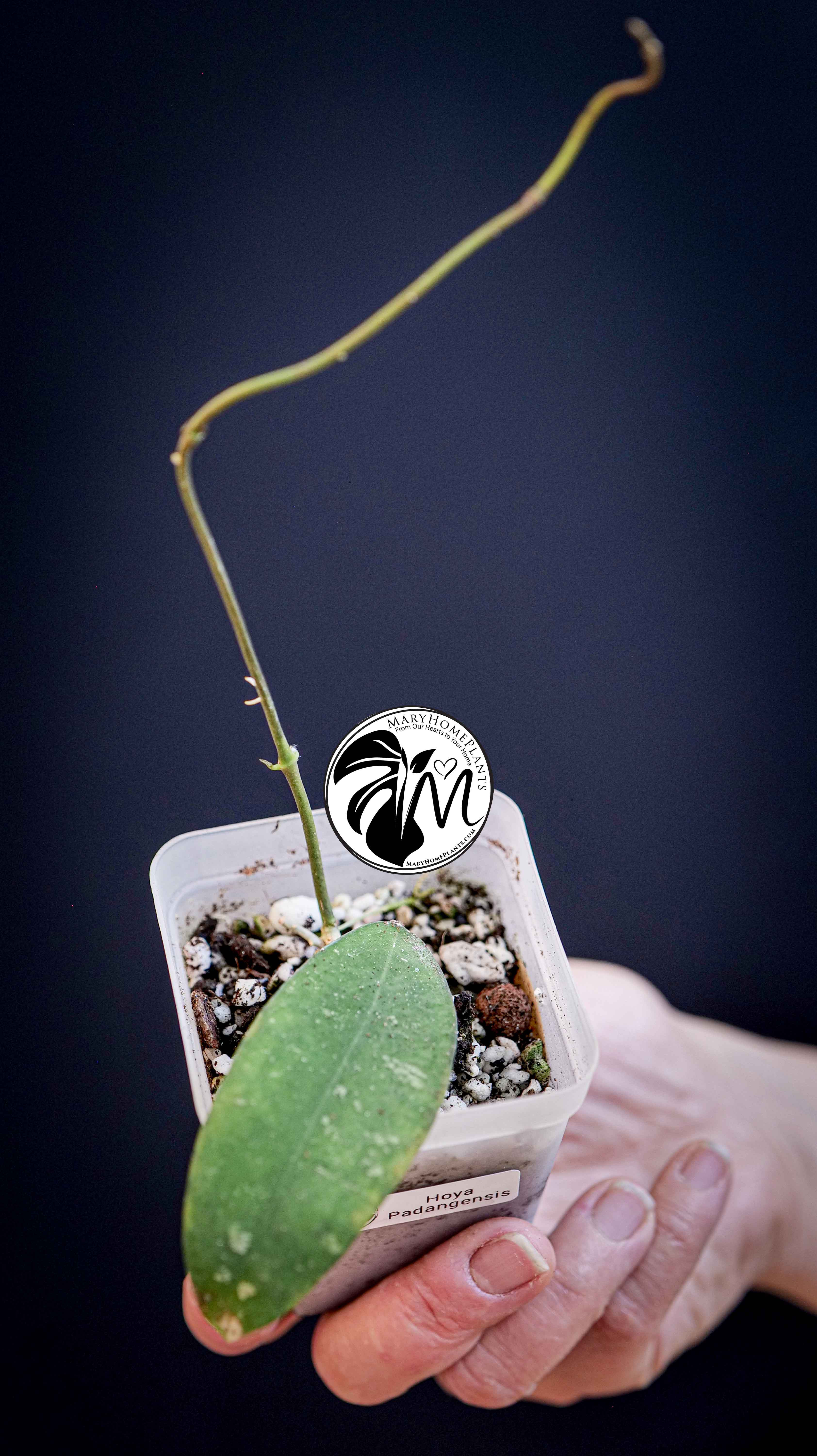 Hoya Padangensis
