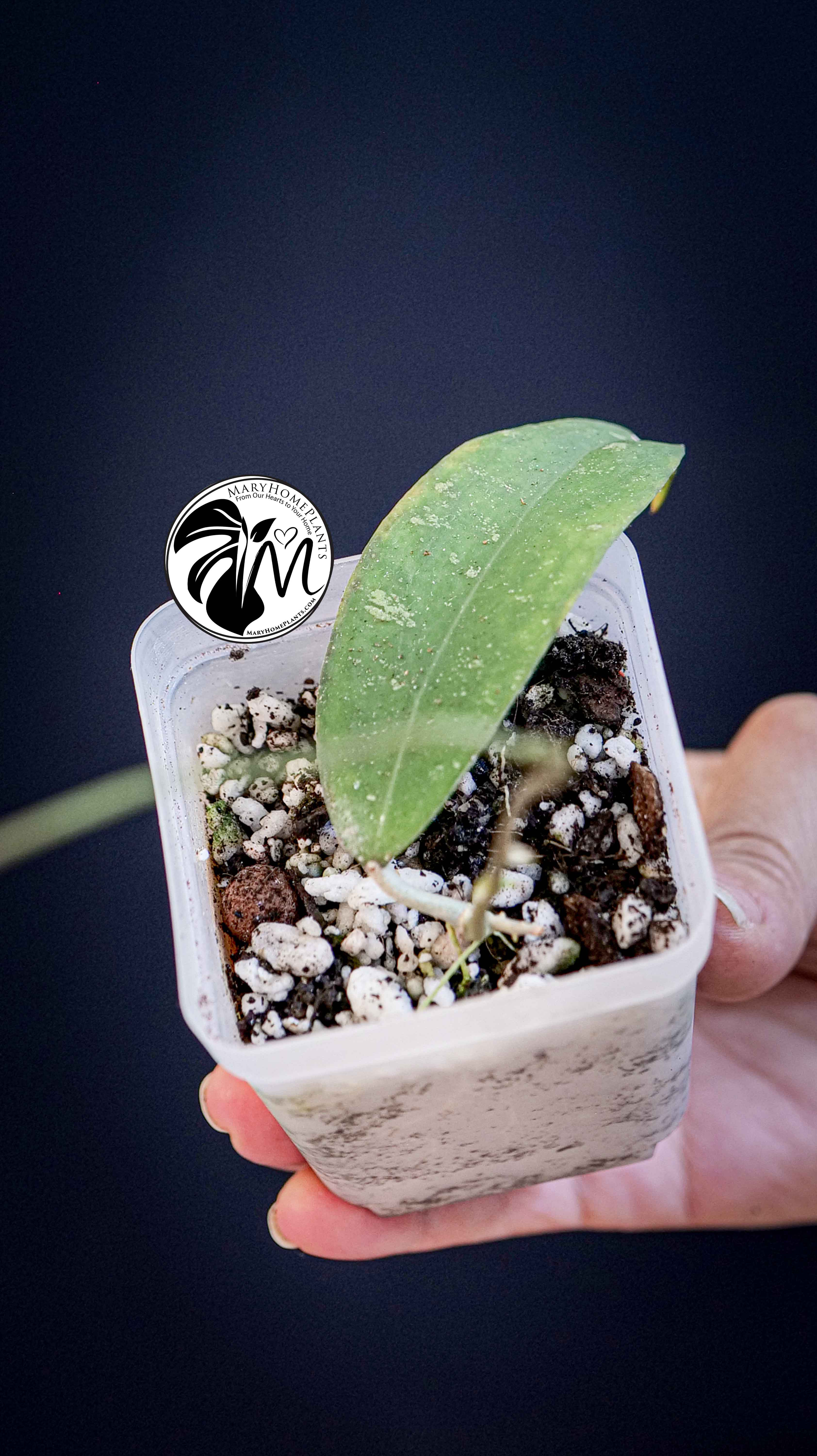Hoya Padangensis