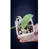 Hoya Padangensis