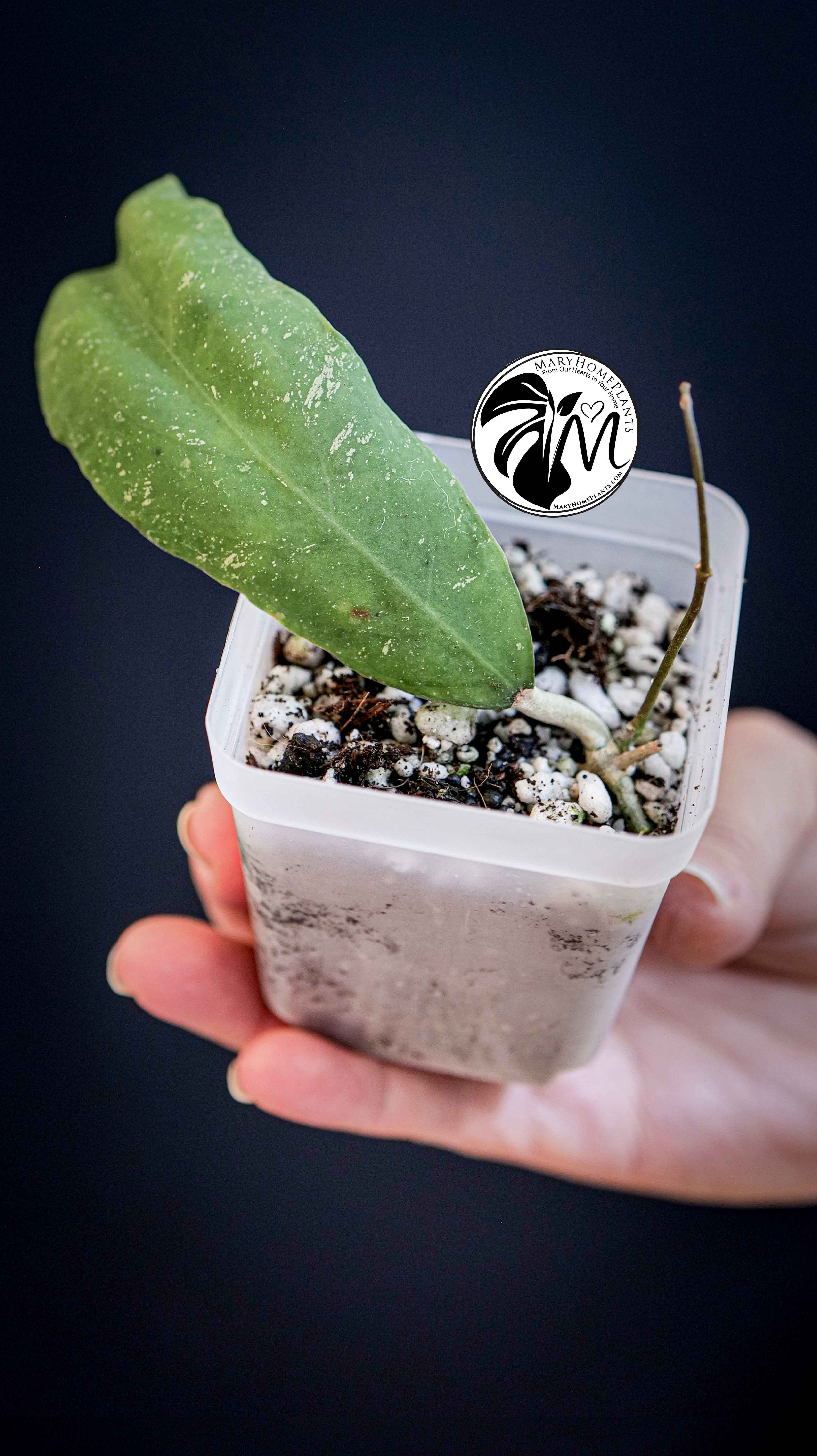 Hoya Padangensis