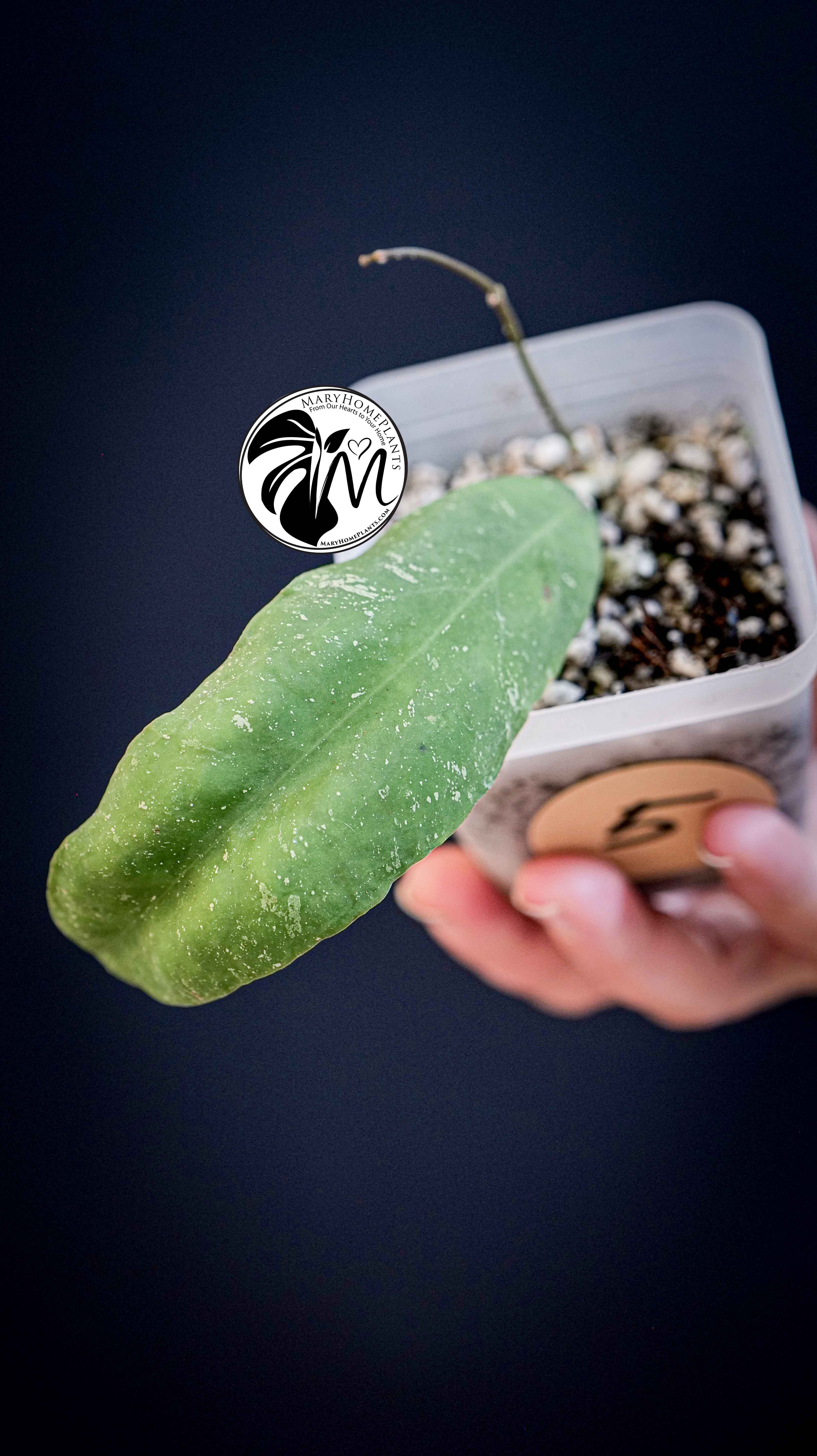 Hoya Padangensis