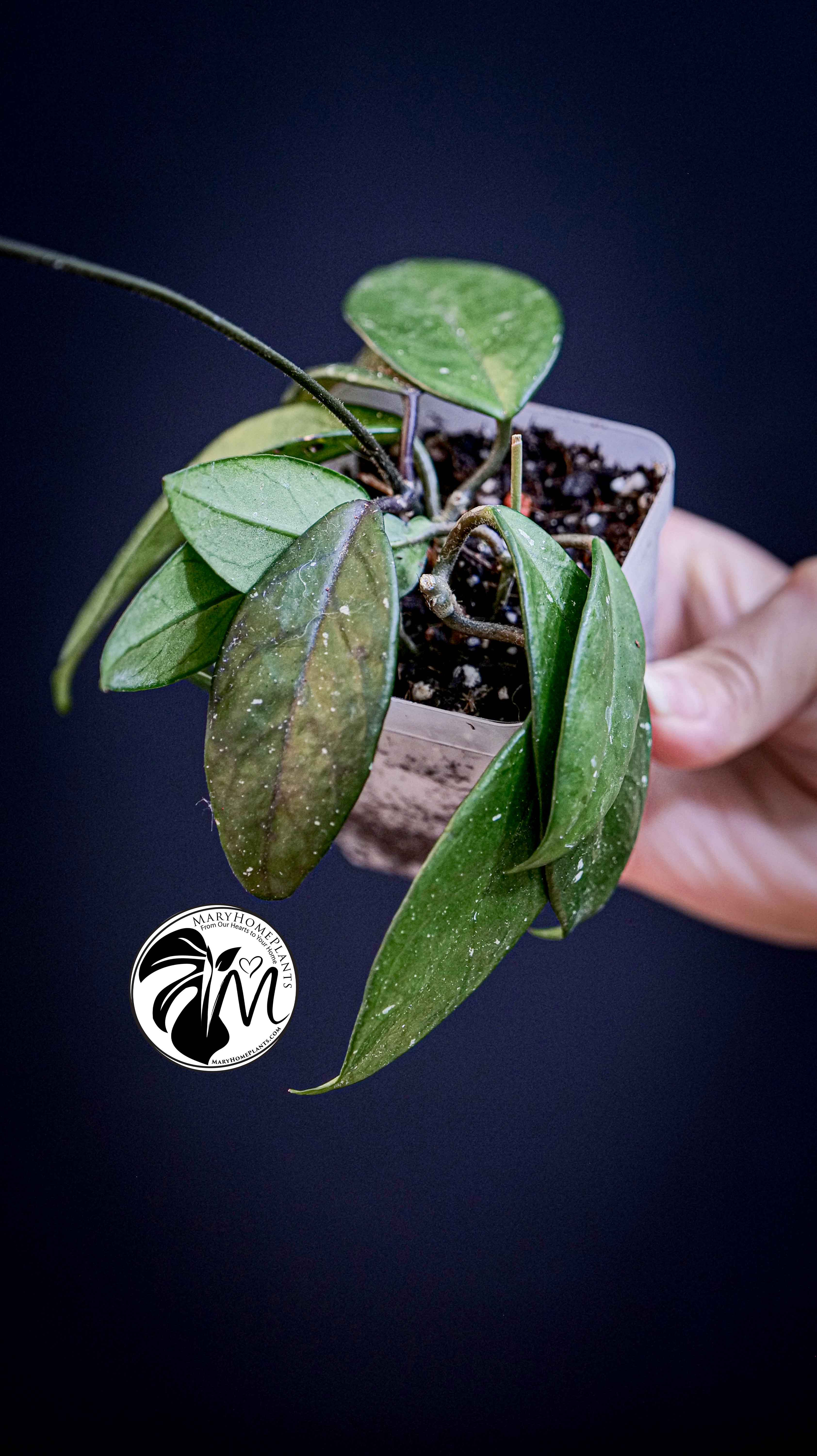 Hoya Carnosa
