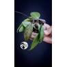 Hoya Carnosa