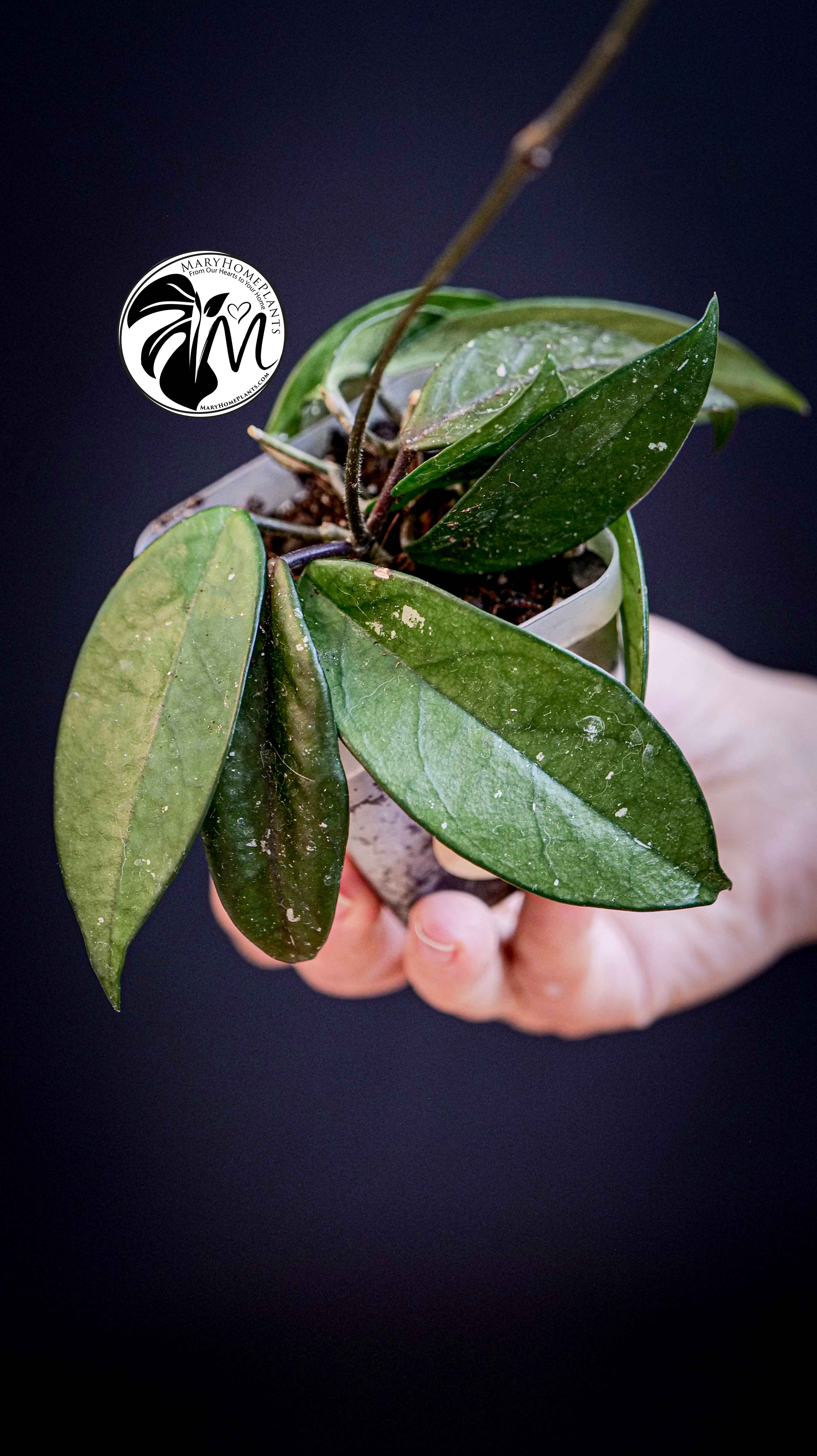 Hoya Carnosa