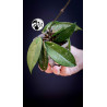 Hoya Carnosa