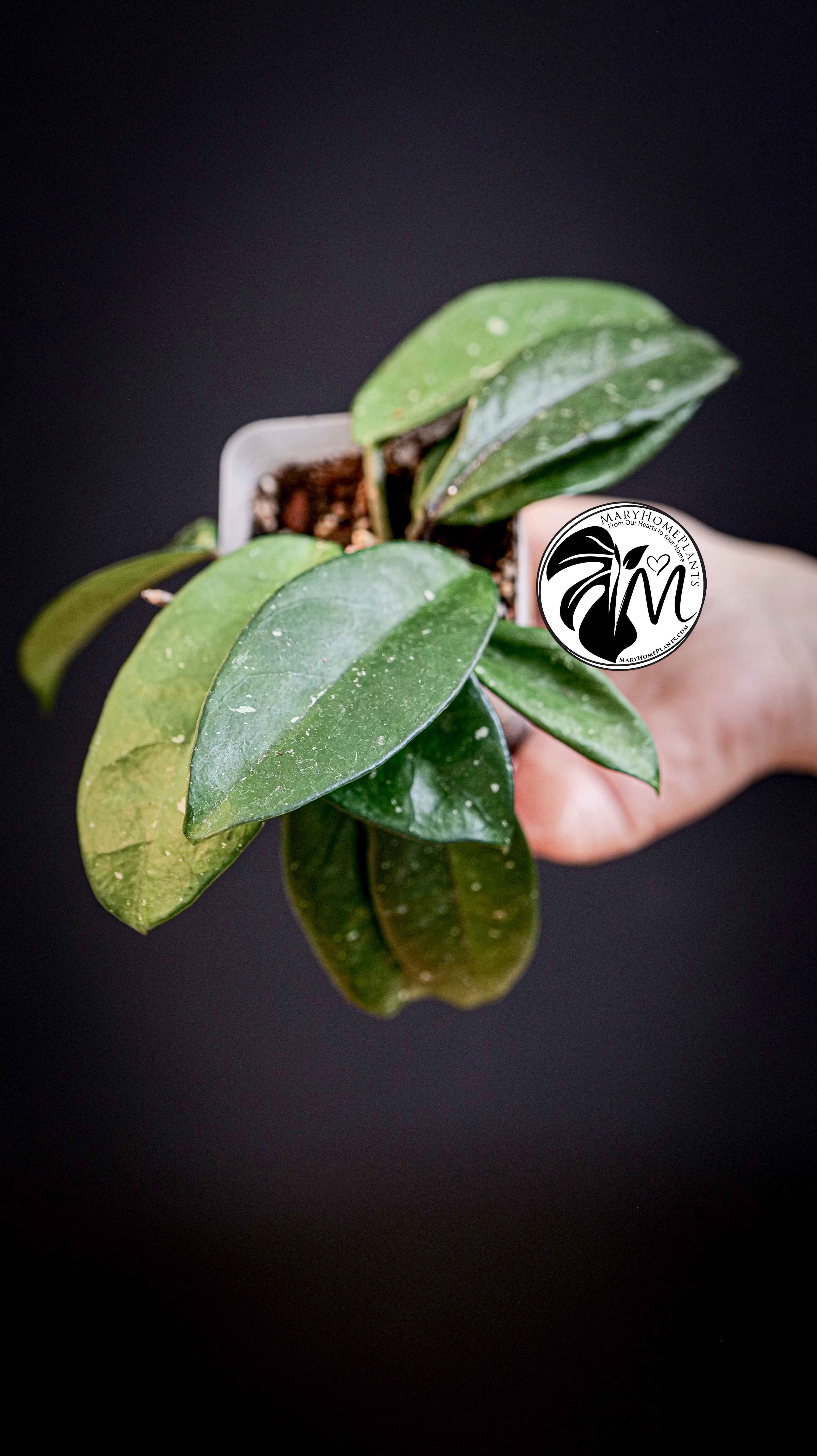 Hoya Carnosa