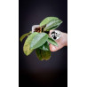 Hoya Carnosa