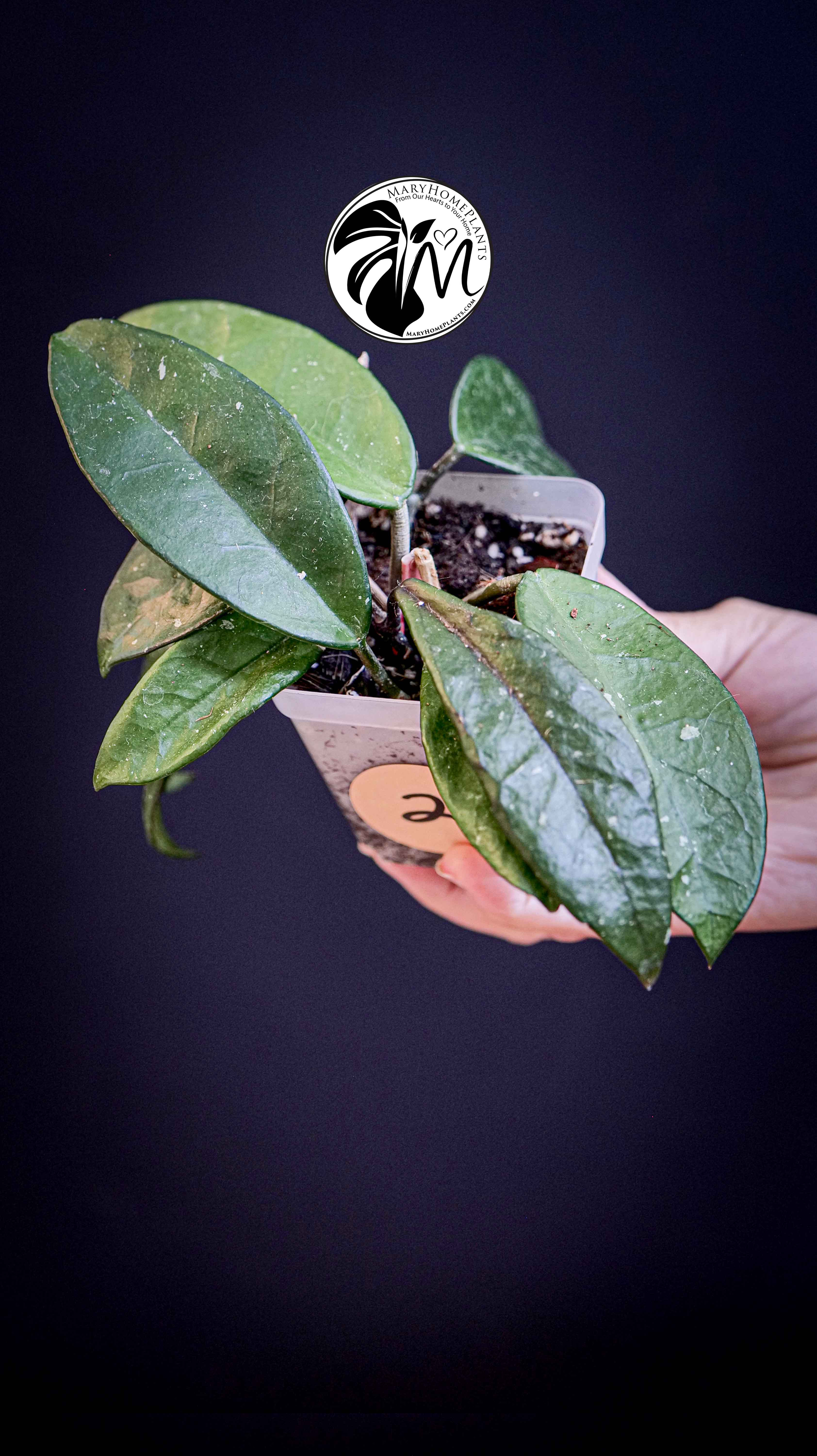 Hoya Carnosa