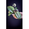 Hoya Carnosa