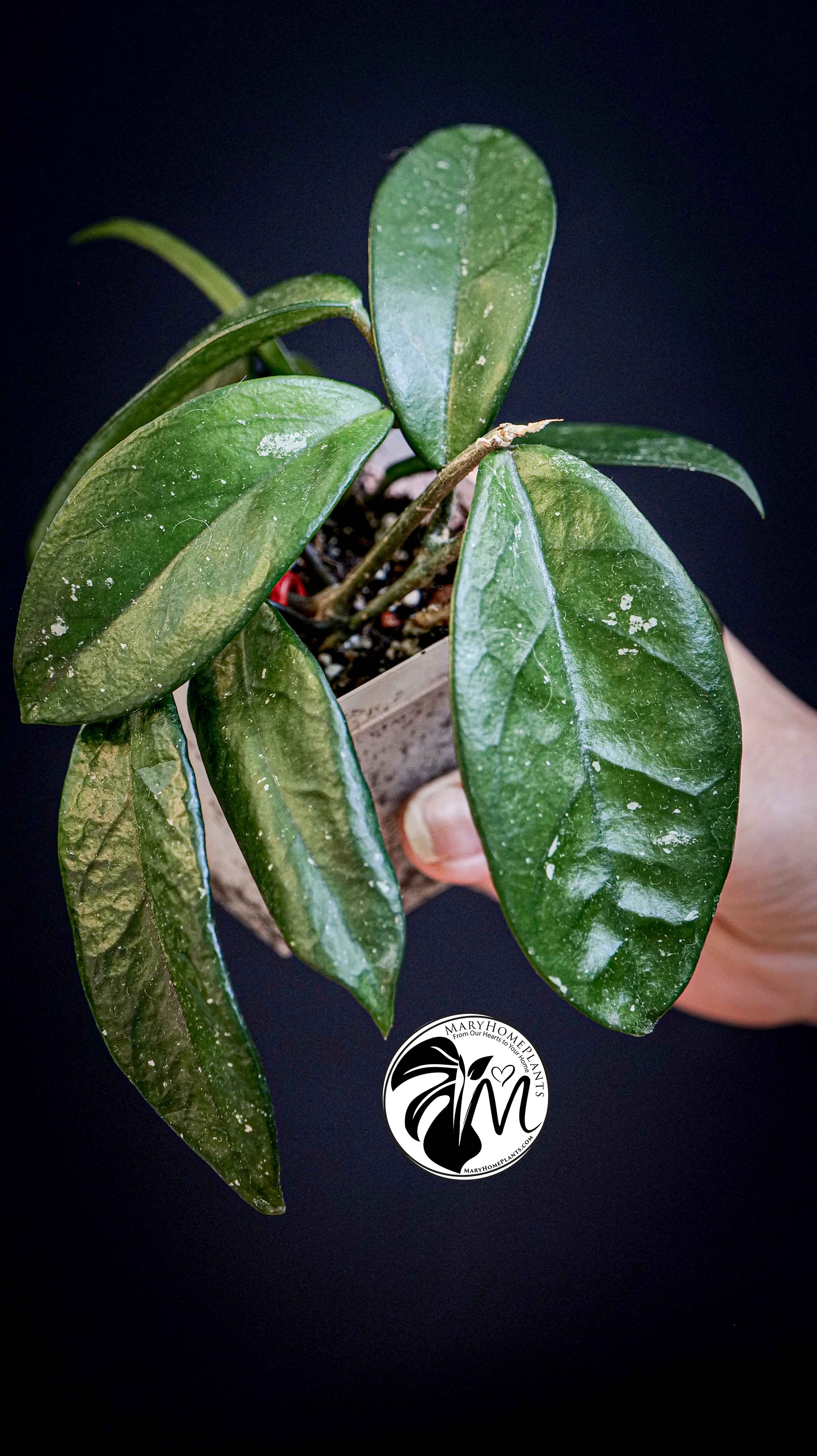 Hoya Carnosa