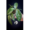 Hoya Carnosa