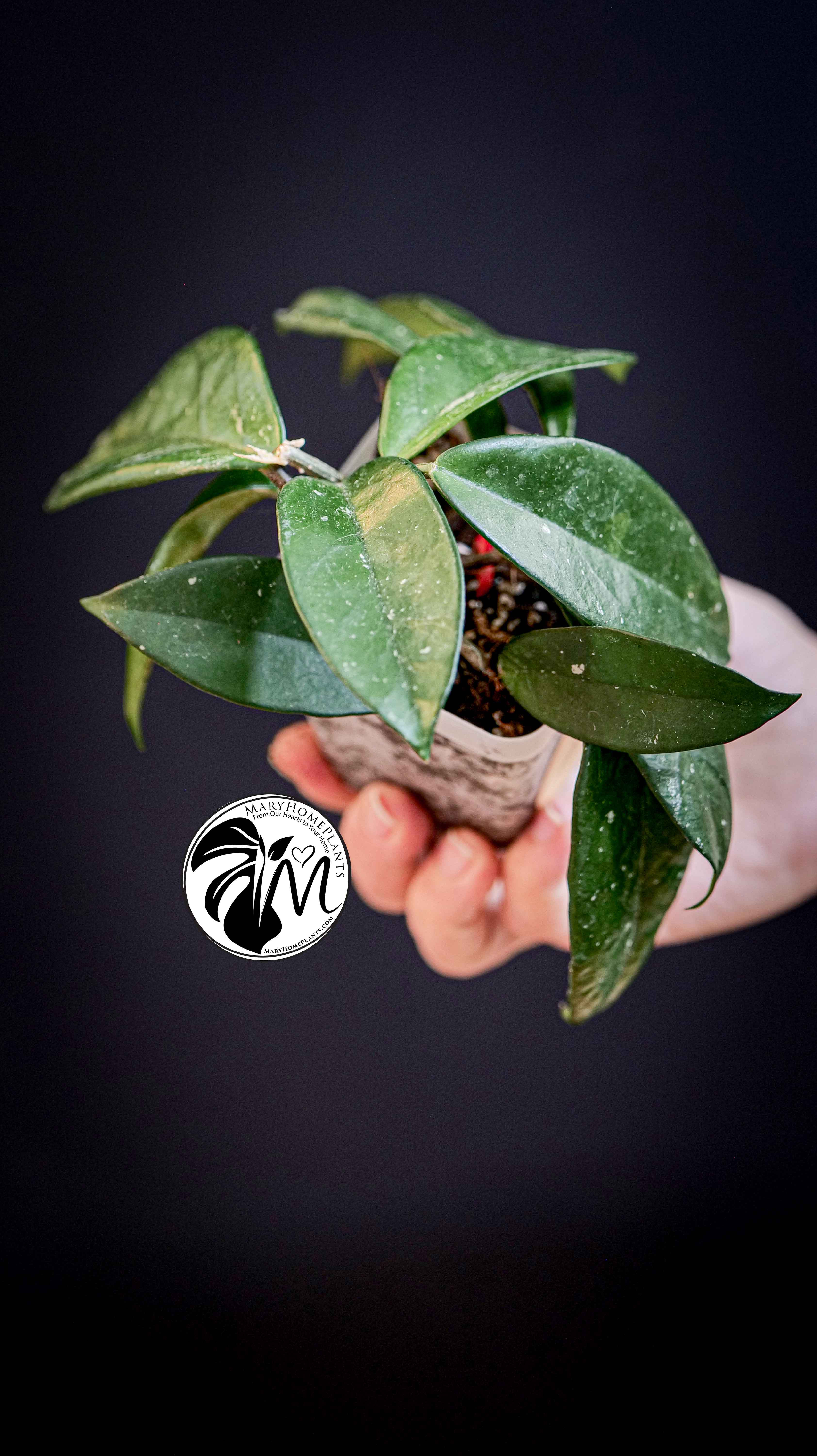 Hoya Carnosa