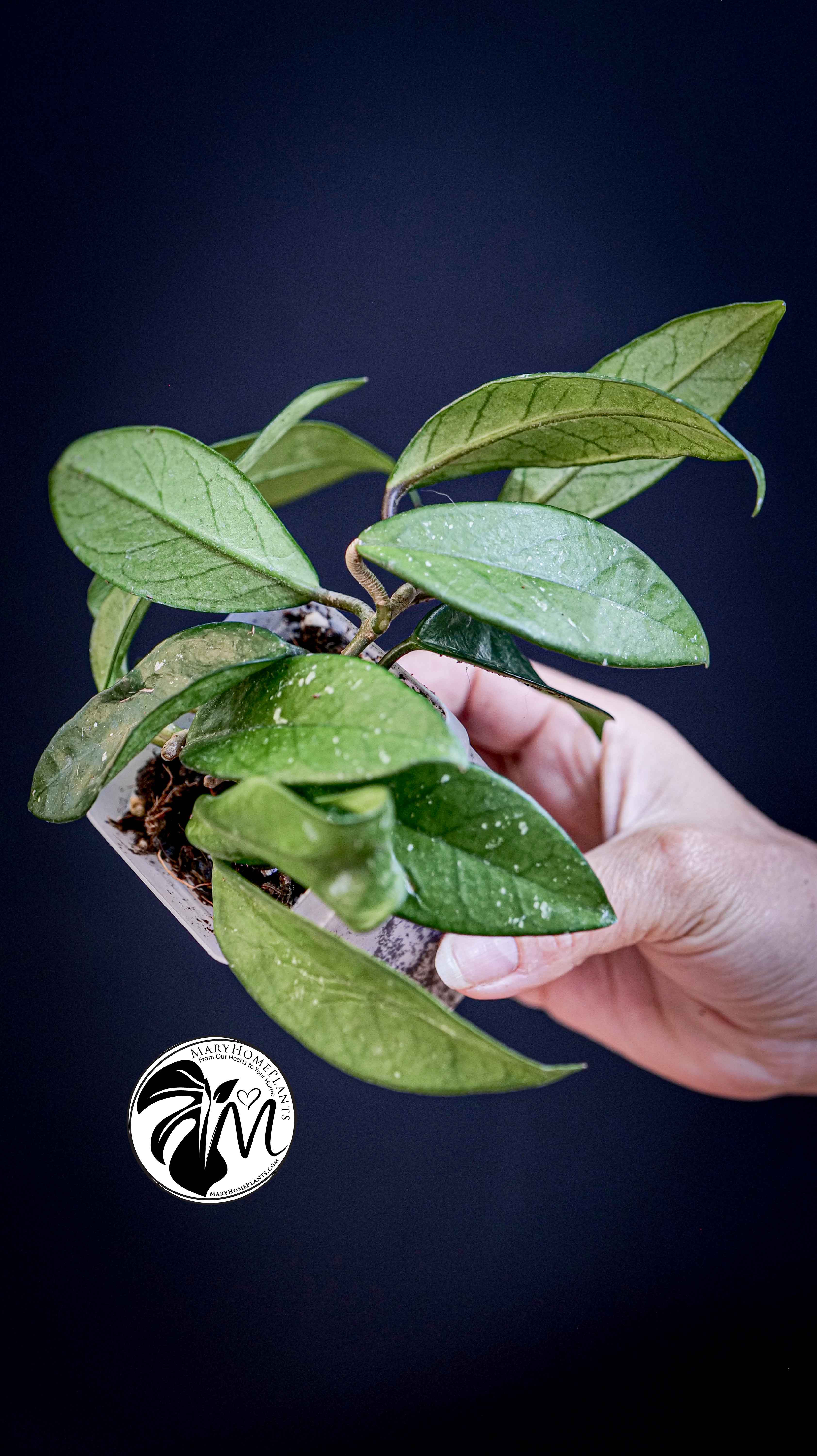 Hoya Carnosa