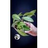 Hoya Carnosa