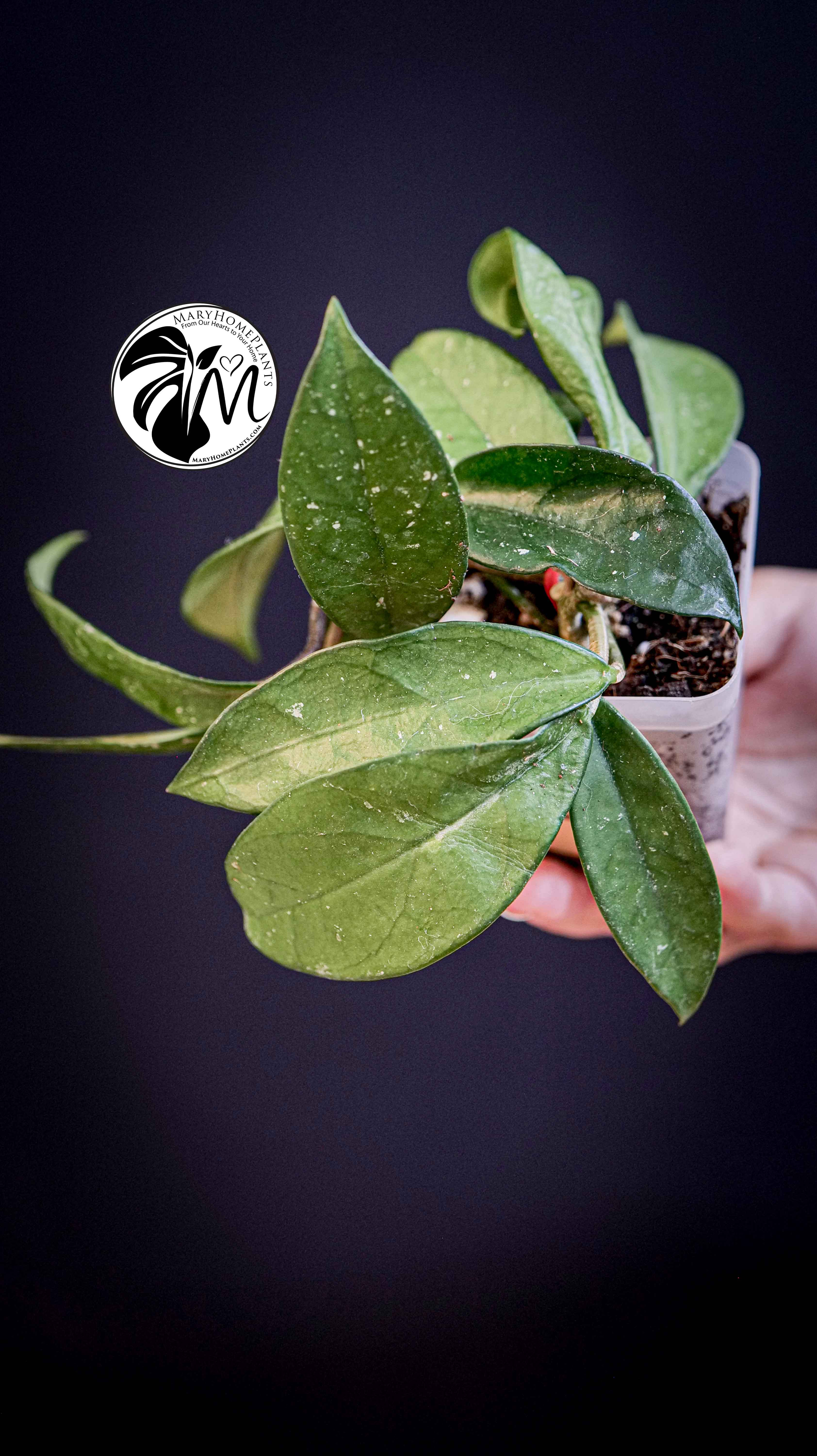 Hoya Carnosa