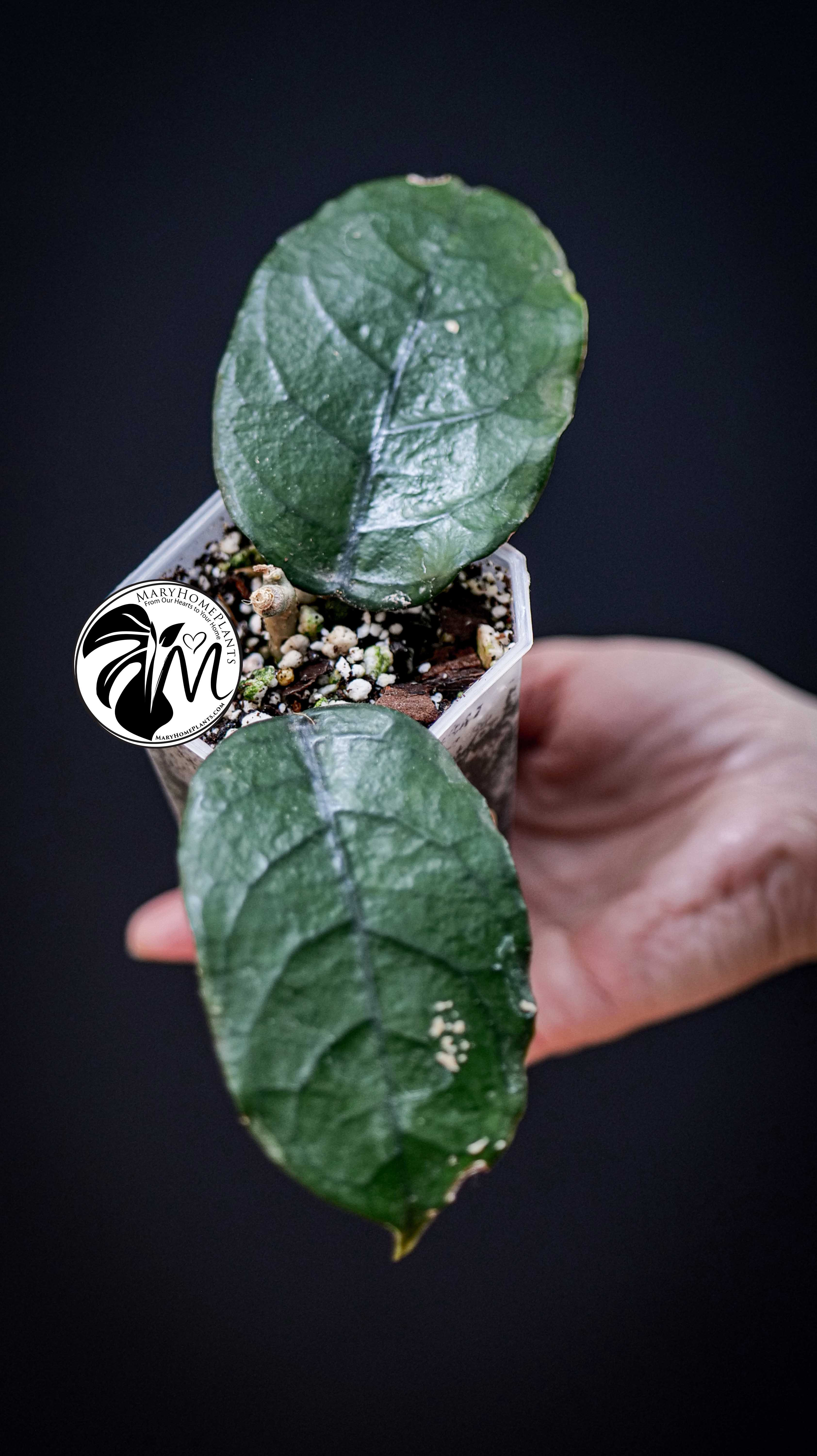 Hoya Villosa