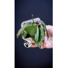 Hoya Carnosa