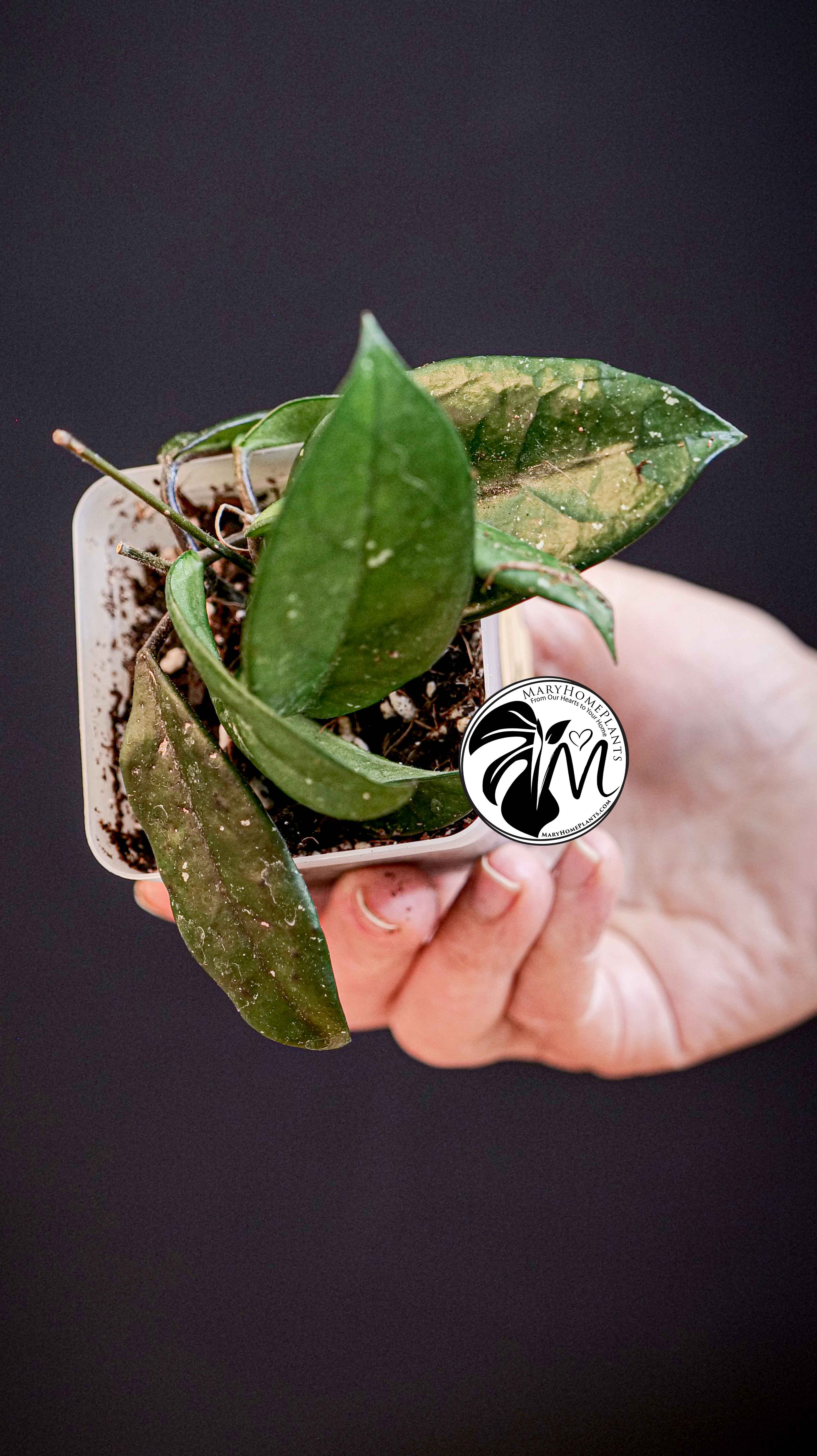 Hoya Carnosa