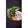 Hoya Carnosa
