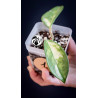 Hoya Carnosa Krimson Princess