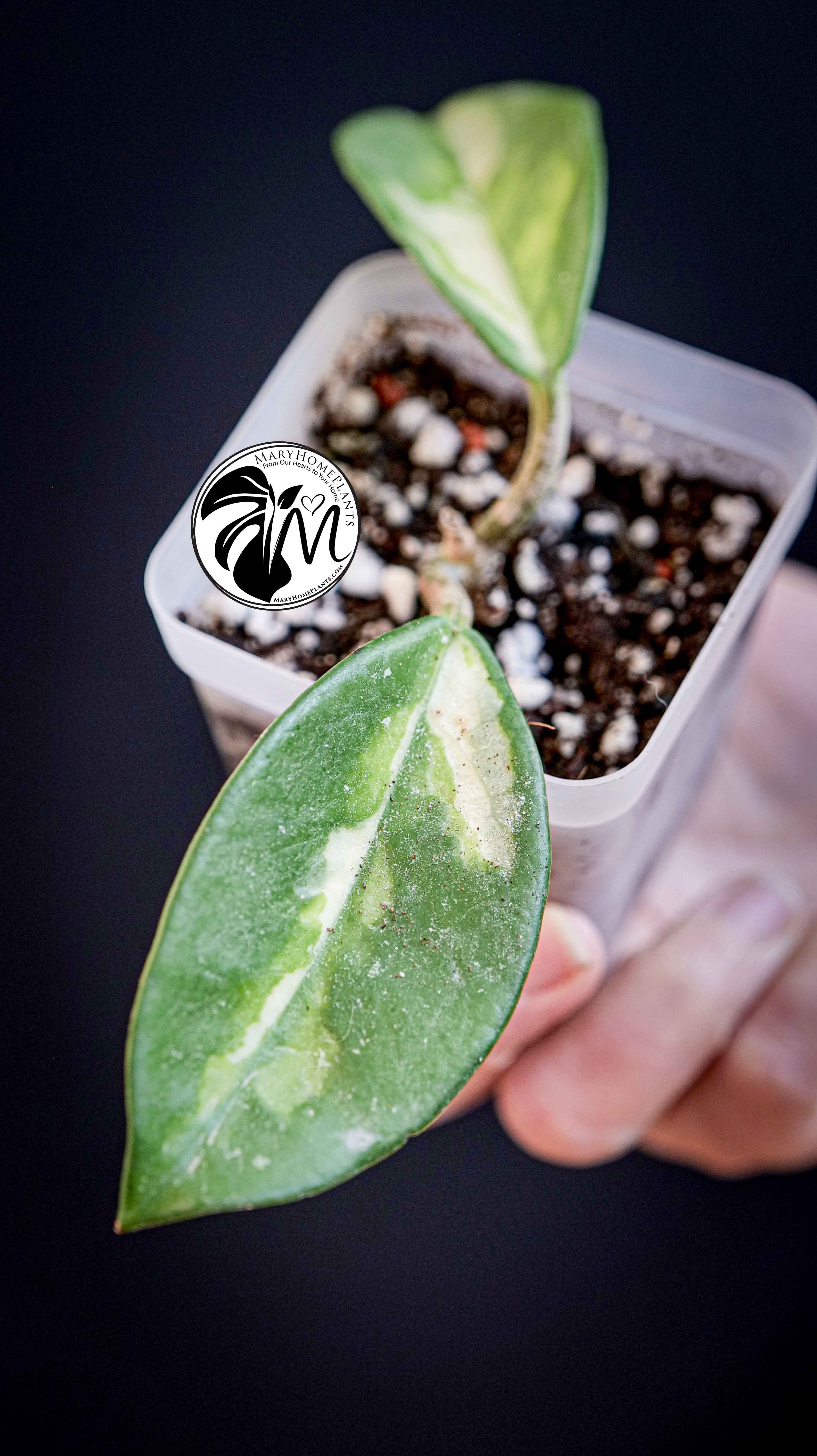 Hoya Carnosa Krimson Princess