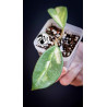 Hoya Carnosa Krimson Princess
