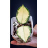 Hoya Carnosa Krimson Princess