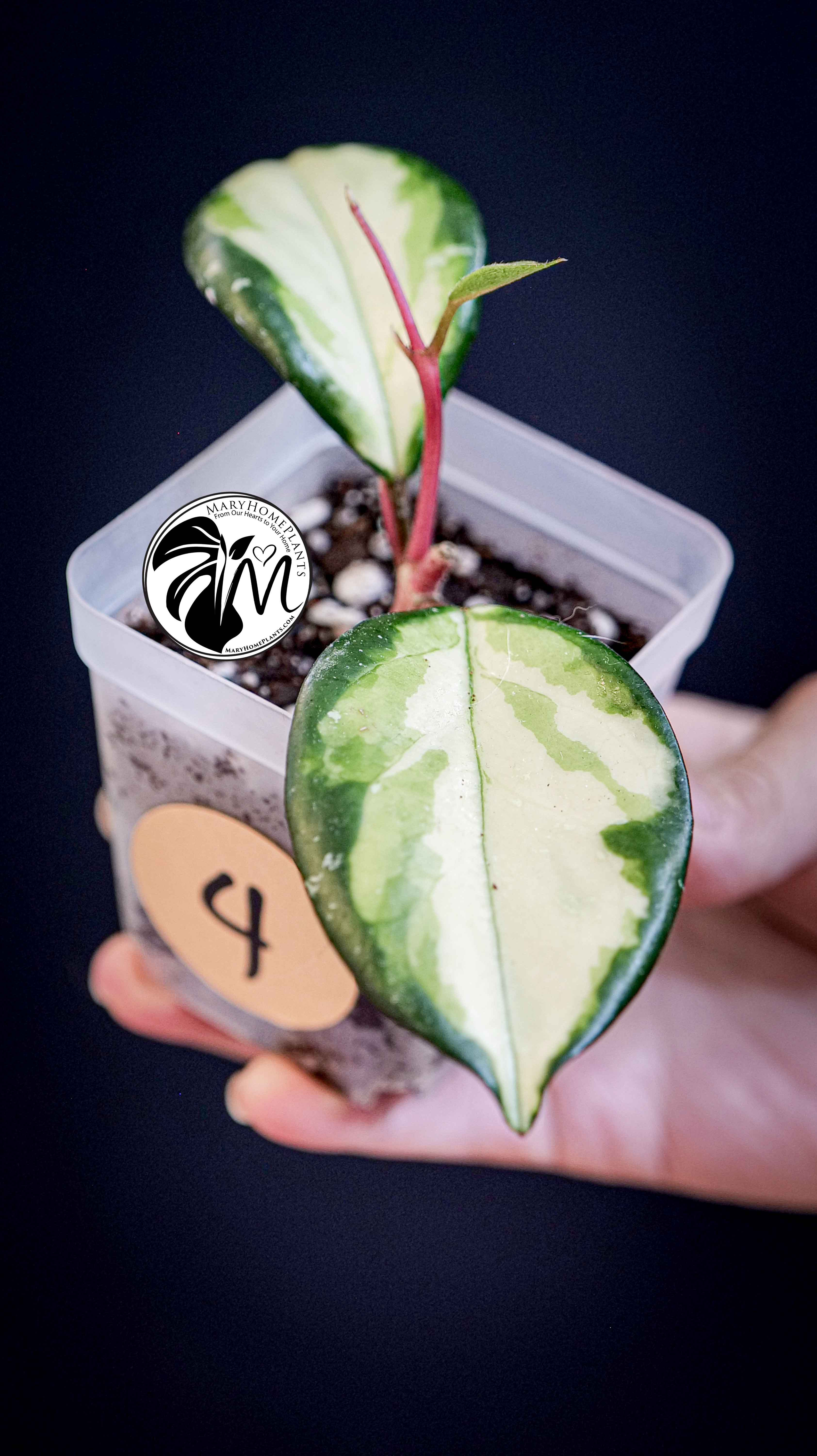 Hoya Carnosa Krimson Princess