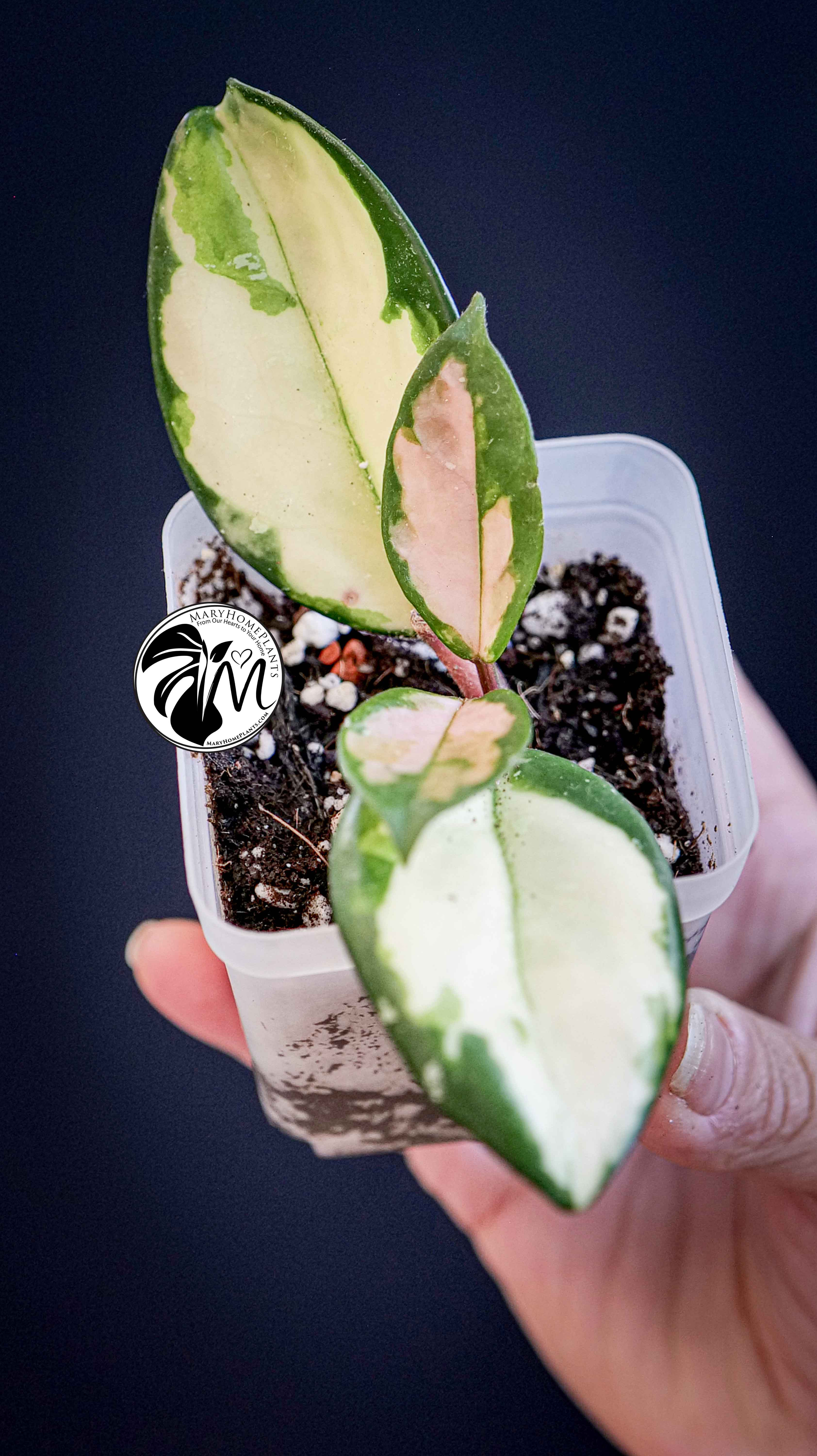 Hoya Carnosa Krimson Princess