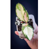 Hoya Carnosa Krimson Princess