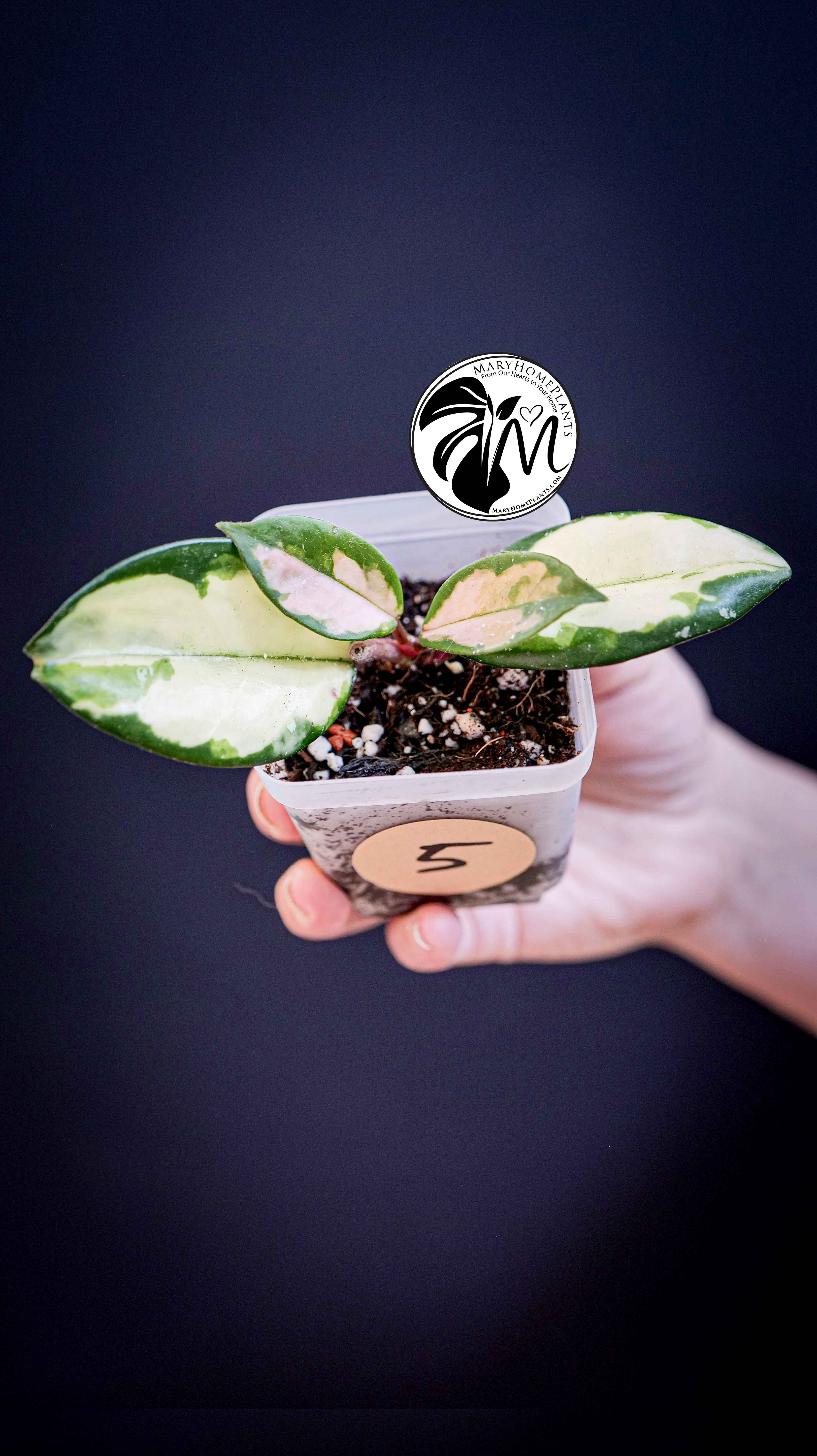 Hoya Carnosa Krimson Princess