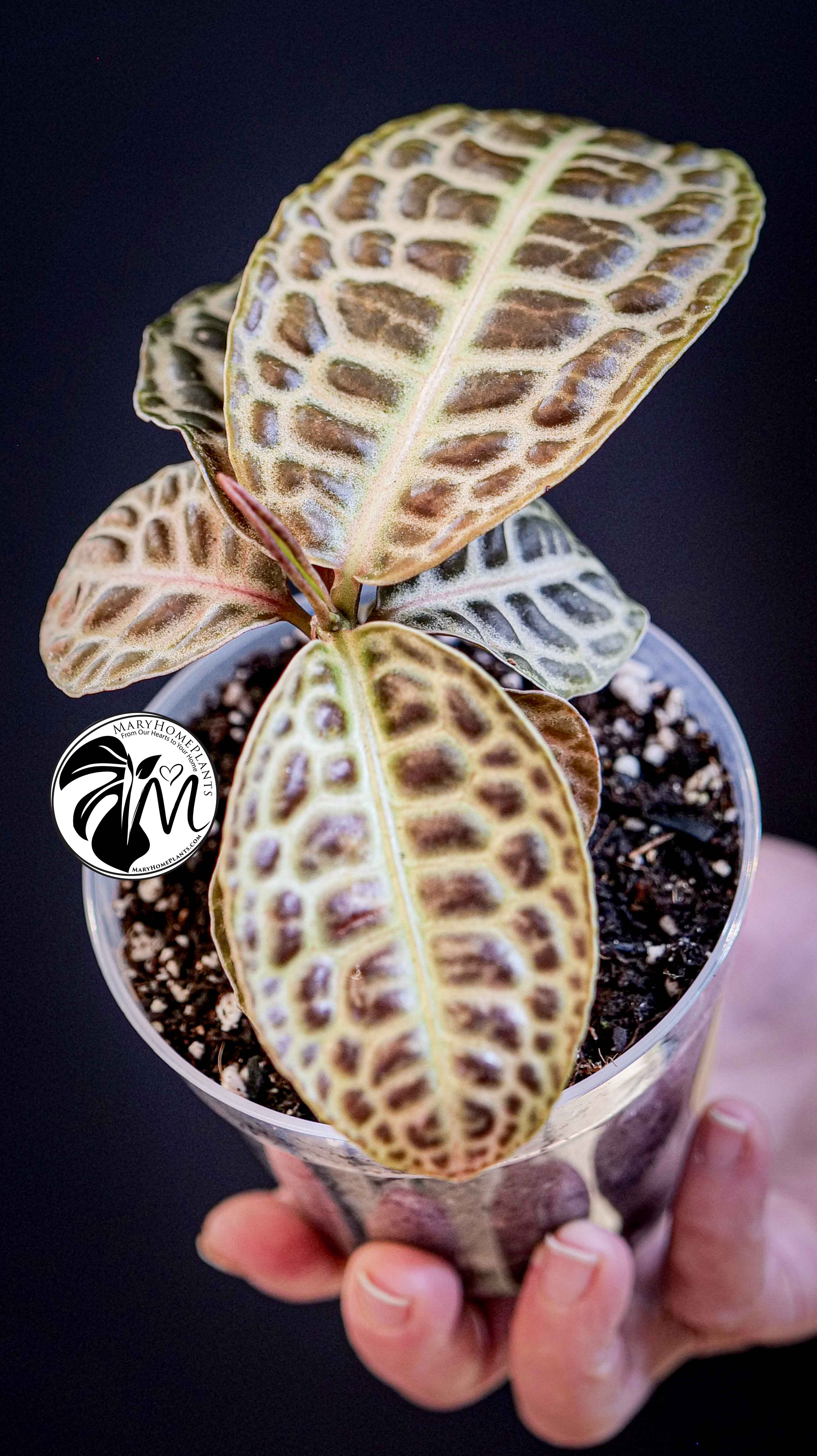 Labisia Obtusifolia Kura Kura Turtle Back