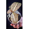 Labisia Obtusifolia Kura Kura Turtle Back