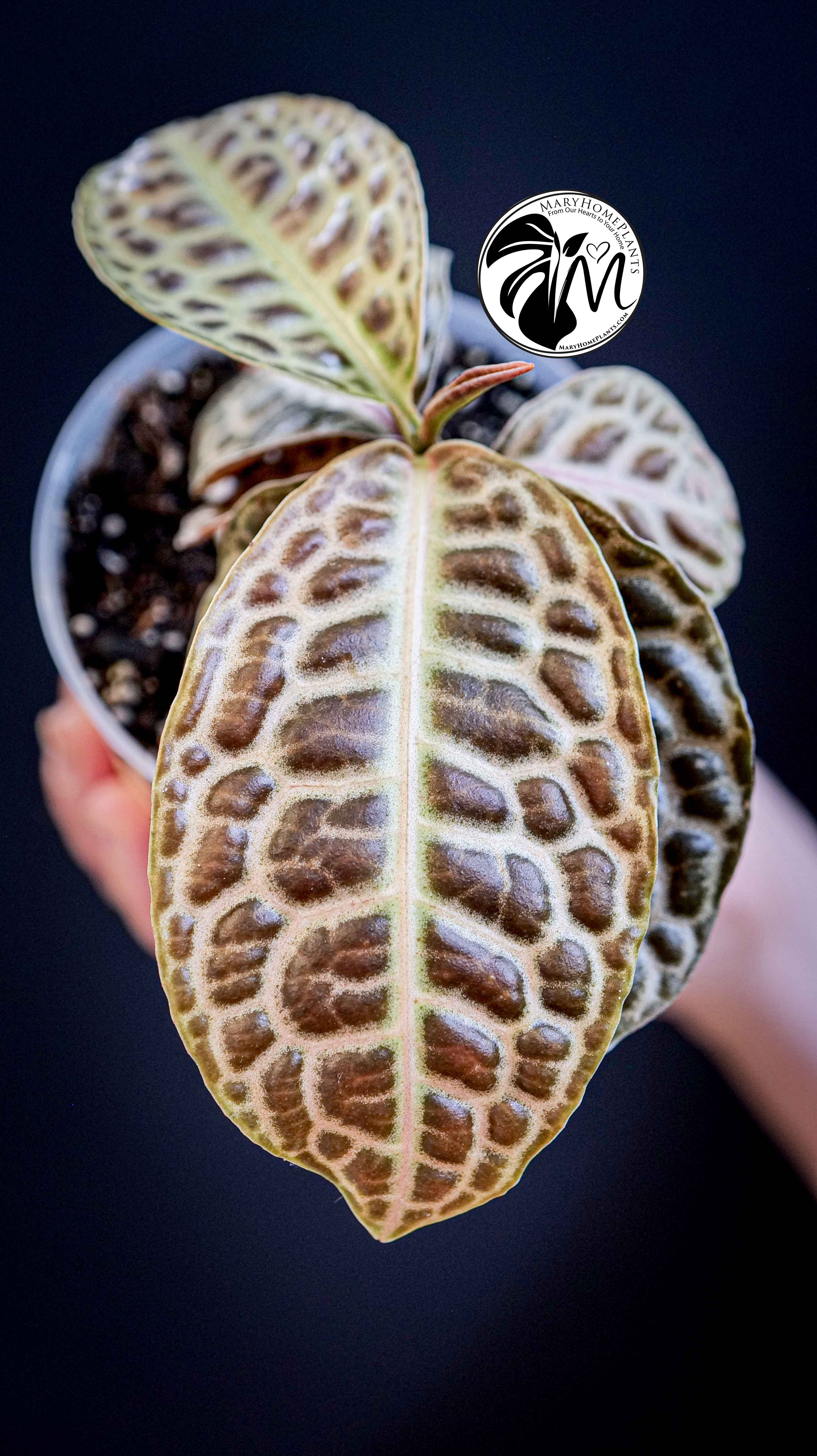 Labisia Obtusifolia Kura Kura Turtle Back